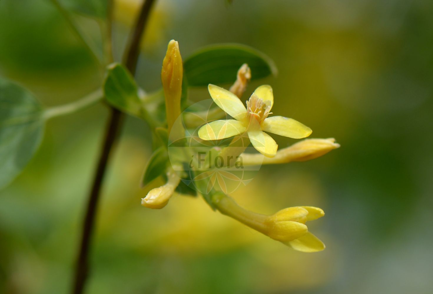 Ribes aureum - Grossulariaceae,Plantae,Pteridobiotina,Angiosperms,Saxifragales,Grossulariaceae,Ribes,Ribes aureum,Chrysobotrya aurea, Coreosma longiflora, Coreosma longifolia, Ribes aureum var. longiflorum, Ribes longiflorum,Gold-Johannisbeere;golden currant;gadellier doré;Groseillier doré;grosseillier doré;Ribes alpino;ribes dorato;geele ribes;gele ribes;смородина золотистая;смородина золотая;ribiz;gullrips;porzeczka złota;arany ribiszke;meruzalka zlatá;ríbezľa zlatá;смородина золотиста