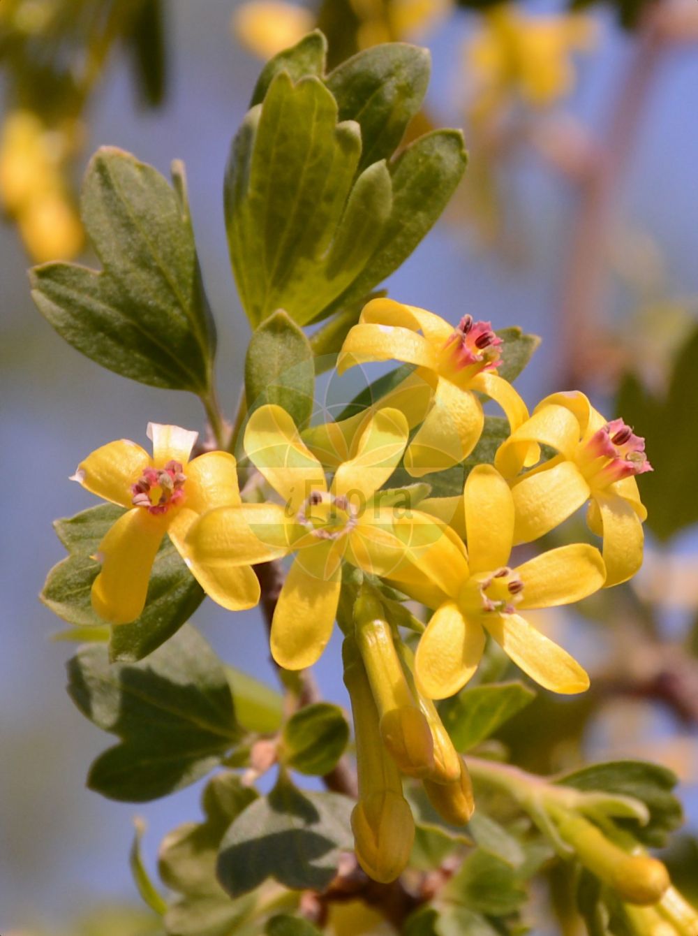 Ribes aureum - Grossulariaceae,Plantae,Pteridobiotina,Angiosperms,Saxifragales,Grossulariaceae,Ribes,Ribes aureum,Chrysobotrya aurea, Coreosma longiflora, Coreosma longifolia, Ribes aureum var. longiflorum, Ribes longiflorum,Gold-Johannisbeere;golden currant;gadellier doré;Groseillier doré;grosseillier doré;Ribes alpino;ribes dorato;geele ribes;gele ribes;смородина золотистая;смородина золотая;ribiz;gullrips;porzeczka złota;arany ribiszke;meruzalka zlatá;ríbezľa zlatá;смородина золотиста