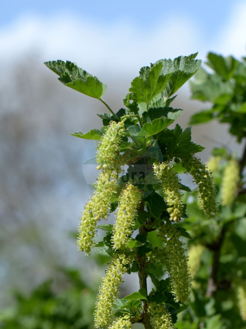 Ribes multiflorum - Grossulariaceae,Plantae,Pteridobiotina,Angiosperms,Saxifragales,Grossulariaceae,Ribes,Ribes multiflorum,Ribes spicatum,Vielblütige Johannisbeere;ribes multifloro;kırk çeçem;ribes;ribiz;многоцветно френско грозде;рибизла