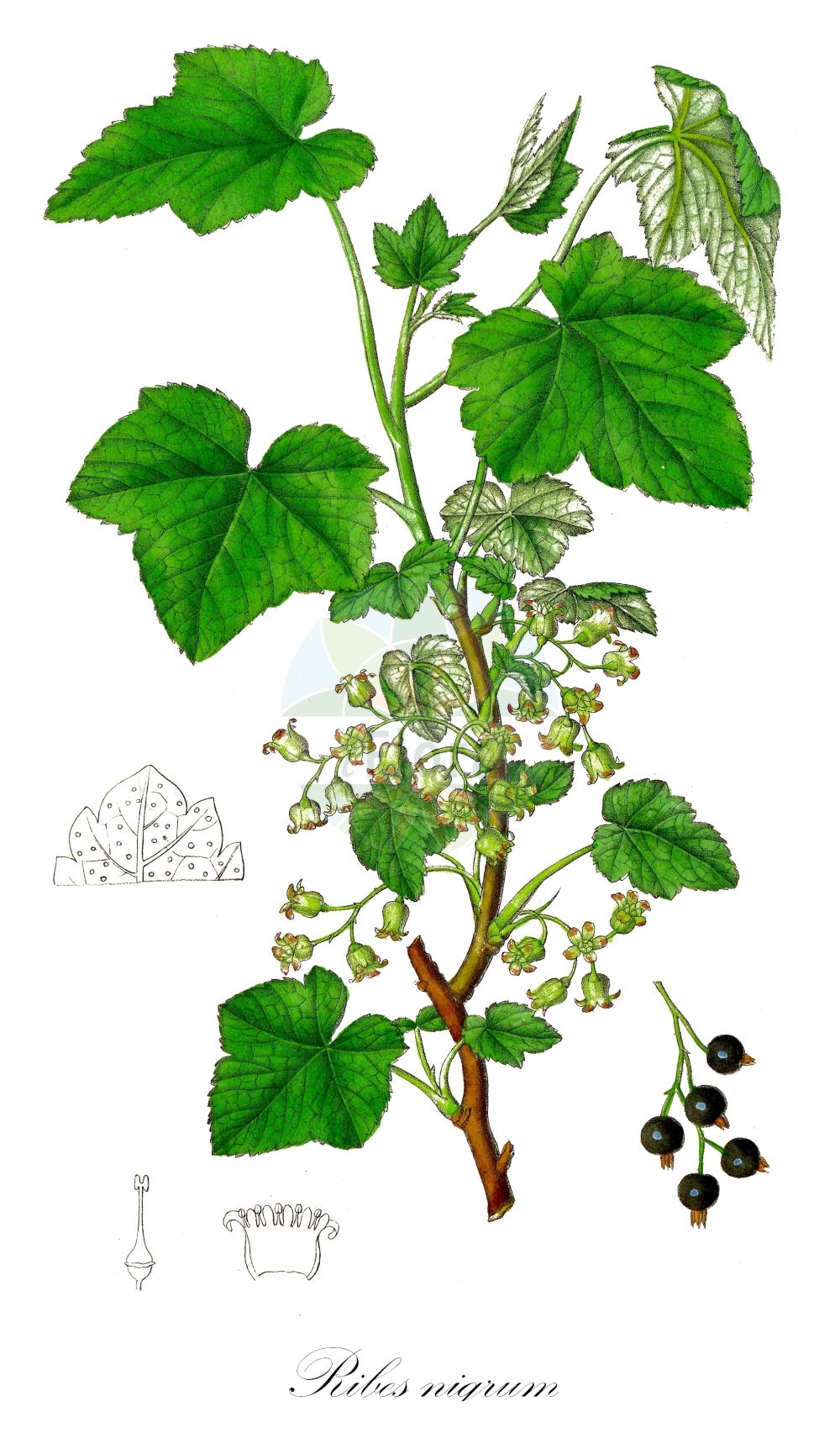 Ribes nigrum - Grossulariaceae,Plantae,Pteridobiotina,Angiosperms,Saxifragales,Grossulariaceae,Ribes,Ribes nigrum,Botrycarpum nigrum, Botrycarpum nigrum, Botryocarpium nigrum, Grossularia nigra, Grossularia nigra, Ribes nigrum subsp. vulgare, Ribesium nigrum,Schwarze Johannisbeere;Ahlbeere;Wanzenbeere;Gichtbeere;black currant;garden black currant;gadellier noir;european black currant;Cassis;Groseillier noir;cassissier;cassier;poivrier;grosellero negro;Ribes nero;cassis;zwarte aalbes;zwarte bes;groselheira-negra;смородина черная;karagat;crni ribiz;svarta vinbär;tistron;solbær;porzeczka czarna;črno rozdičje;fekete ribiszke;rybíz černý;ríbezľa čierna;смородина чорна;касис;черно френско грозде;must sõstar;melnā upene;solbær;mustaherukka;juodasis serbentas;hēi chá biāo zi;黑茶藨子
