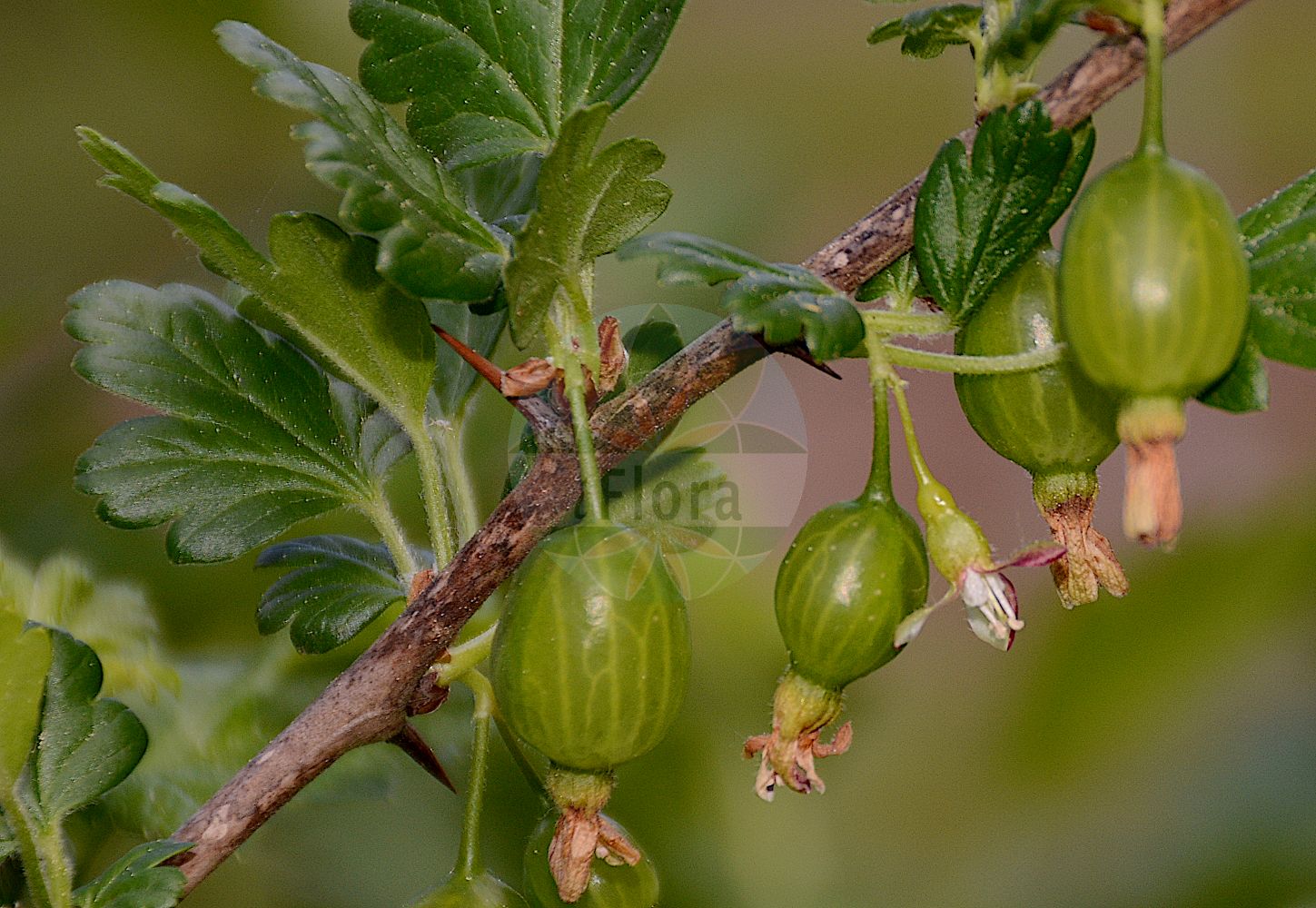 Ribes uva-crispa - Grossulariaceae,Plantae,Pteridobiotina,Angiosperms,Saxifragales,Grossulariaceae,Ribes,Ribes uva-crispa,Grossularia spinosa, Grossularia uva, Grossularia uva-crispa, Oxyacanthus uva-crispa, Ribes crispum, Ribes grossularia var. sylvestre, Ribes grossularia var. uva-crispa, Ribes spinosum var. glabrum, Ribes uva-crispa subsp. austroeuropaeum, Ribes uva-crispa subsp. reclinatum, Ribes uva-crispa var. sylvestre, Ribes uva-crispa var. sylvestris,Drüsenborstige Stachelbeere;Kurzhaarige Stachelbeere;Zurückgebogene Stachelbeere;Stachelbeere;gooseberry;european gooseberry;groseillier épineux;ogrose;Groseillier épineux;groseillier à maquereau;groseillier des haies;groseillier raisin-crépu;vinétier;grosellero espinoso;agrazón;algaraz;cambronera de Jarava;grosellera;grosellero común;grosellero de Europa;grosularia;rosilla;tormencillos;tremoncillos;uva crespa;uva crespina;uva espina;uvas de San Juan;zamarromera;zamarrones;Ribes uva spina;uva spina;kruisbes;uva-do-norte;groselheira-comum;groselheira-espim;крыжовник отклоненный;крыжовник отклонённый;bektaşi üzümü;ribes;agrasous;agrassó;agrassons;agroçons;gaxives;greixons;ribes;trnoviti ribiz;krusbär;stikkelsbær;agrest;porzeczka agrest;maru-suguri;マルスグリ;kosmulja;köszméte;angrešt;meruzalka srstka;srstka angrešt;agriș;ríbezľa egrešová;агрус відхилений;бодливо френско грозде;karusmari;parastā ērkšķoga;stikkelsbær;karviainen;огрозд;paprastasis agrastas;andere-mahatsa;ōu zhōu cùlì;欧洲醋栗