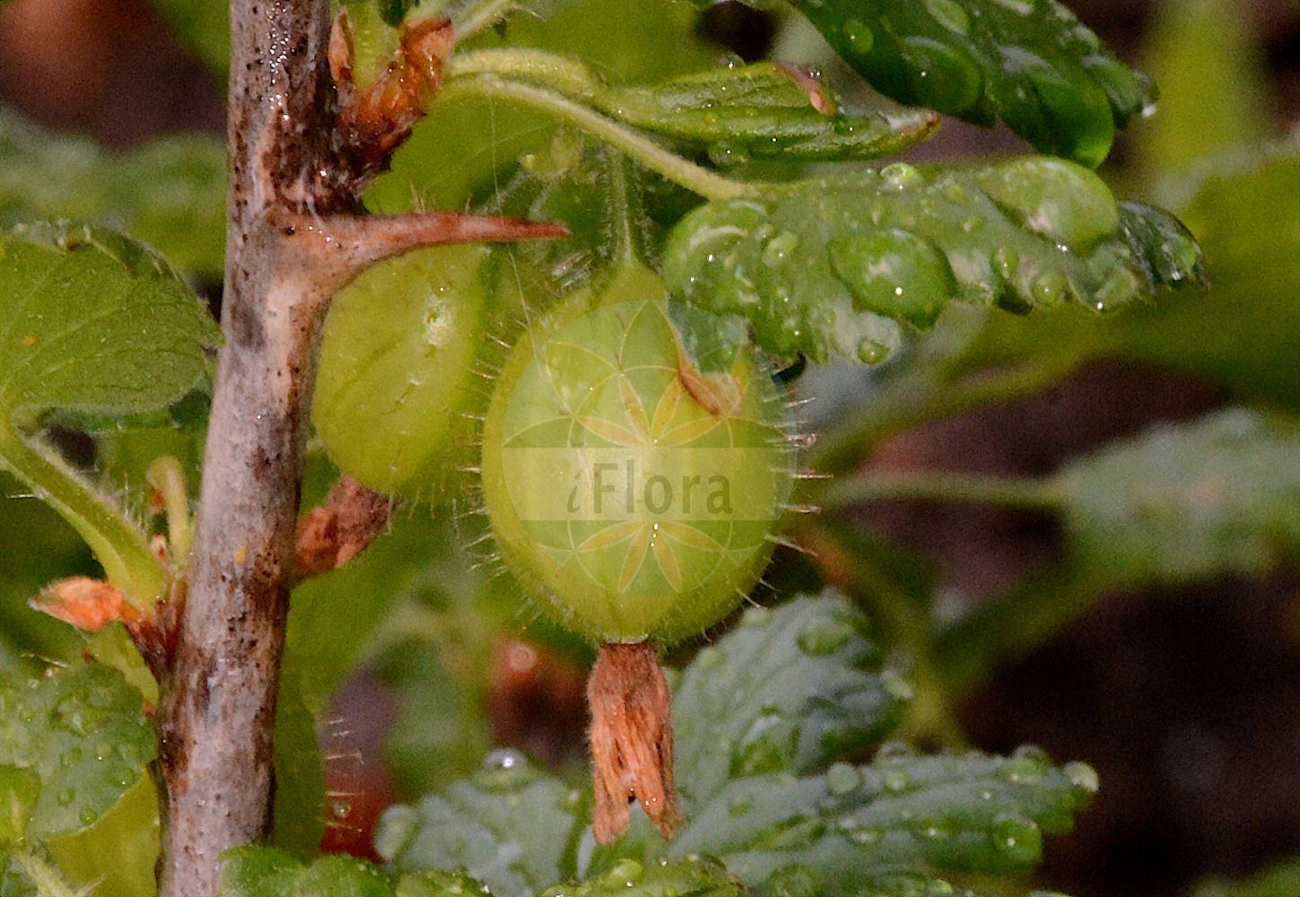 Ribes uva-crispa - Grossulariaceae,Plantae,Pteridobiotina,Angiosperms,Saxifragales,Grossulariaceae,Ribes,Ribes uva-crispa,Grossularia spinosa, Grossularia uva, Grossularia uva-crispa, Oxyacanthus uva-crispa, Ribes crispum, Ribes grossularia var. sylvestre, Ribes grossularia var. uva-crispa, Ribes spinosum var. glabrum, Ribes uva-crispa subsp. austroeuropaeum, Ribes uva-crispa subsp. reclinatum, Ribes uva-crispa var. sylvestre, Ribes uva-crispa var. sylvestris,Drüsenborstige Stachelbeere;Kurzhaarige Stachelbeere;Zurückgebogene Stachelbeere;Stachelbeere;gooseberry;european gooseberry;groseillier épineux;ogrose;Groseillier épineux;groseillier à maquereau;groseillier des haies;groseillier raisin-crépu;vinétier;grosellero espinoso;agrazón;algaraz;cambronera de Jarava;grosellera;grosellero común;grosellero de Europa;grosularia;rosilla;tormencillos;tremoncillos;uva crespa;uva crespina;uva espina;uvas de San Juan;zamarromera;zamarrones;Ribes uva spina;uva spina;kruisbes;uva-do-norte;groselheira-comum;groselheira-espim;крыжовник отклоненный;крыжовник отклонённый;bektaşi üzümü;ribes;agrasous;agrassó;agrassons;agroçons;gaxives;greixons;ribes;trnoviti ribiz;krusbär;stikkelsbær;agrest;porzeczka agrest;maru-suguri;マルスグリ;kosmulja;köszméte;angrešt;meruzalka srstka;srstka angrešt;agriș;ríbezľa egrešová;агрус відхилений;бодливо френско грозде;karusmari;parastā ērkšķoga;stikkelsbær;karviainen;огрозд;paprastasis agrastas;andere-mahatsa;ōu zhōu cùlì;欧洲醋栗