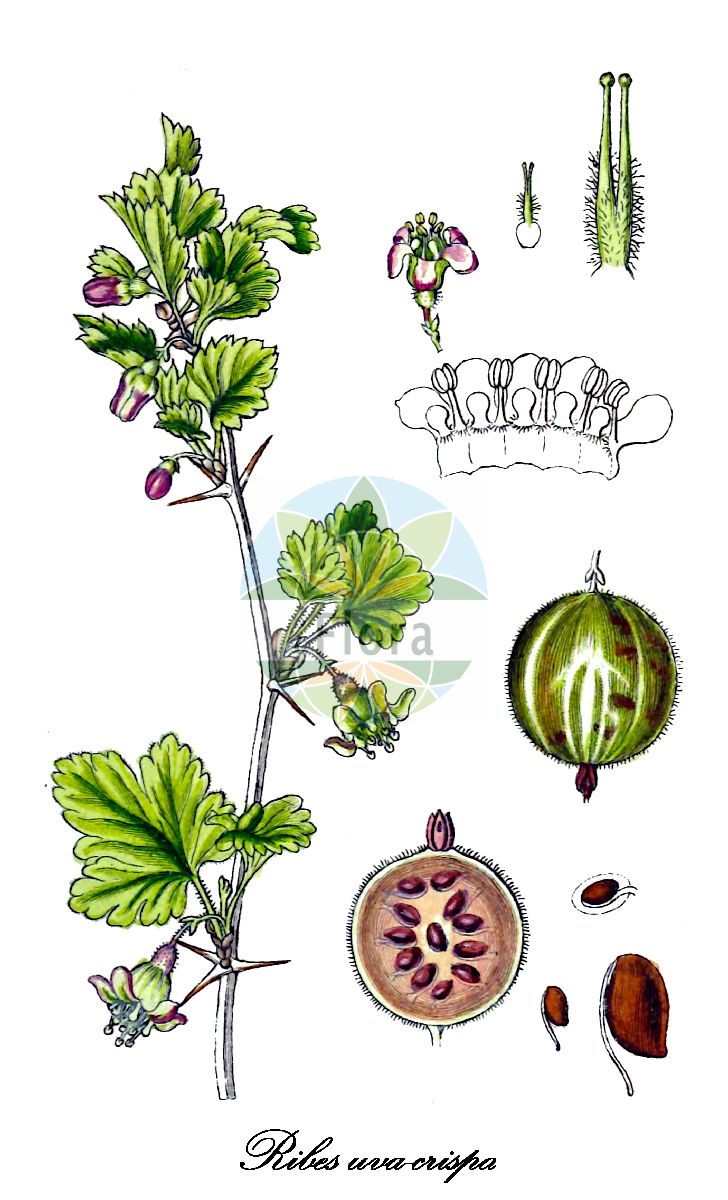 Ribes uva-crispa - Grossulariaceae,Plantae,Pteridobiotina,Angiosperms,Saxifragales,Grossulariaceae,Ribes,Ribes uva-crispa,Grossularia spinosa, Grossularia uva, Grossularia uva-crispa, Oxyacanthus uva-crispa, Ribes crispum, Ribes grossularia var. sylvestre, Ribes grossularia var. uva-crispa, Ribes spinosum var. glabrum, Ribes uva-crispa subsp. austroeuropaeum, Ribes uva-crispa subsp. reclinatum, Ribes uva-crispa var. sylvestre, Ribes uva-crispa var. sylvestris,Drüsenborstige Stachelbeere;Kurzhaarige Stachelbeere;Zurückgebogene Stachelbeere;Stachelbeere;gooseberry;european gooseberry;groseillier épineux;ogrose;Groseillier épineux;groseillier à maquereau;groseillier des haies;groseillier raisin-crépu;vinétier;grosellero espinoso;agrazón;algaraz;cambronera de Jarava;grosellera;grosellero común;grosellero de Europa;grosularia;rosilla;tormencillos;tremoncillos;uva crespa;uva crespina;uva espina;uvas de San Juan;zamarromera;zamarrones;Ribes uva spina;uva spina;kruisbes;uva-do-norte;groselheira-comum;groselheira-espim;крыжовник отклоненный;крыжовник отклонённый;bektaşi üzümü;ribes;agrasous;agrassó;agrassons;agroçons;gaxives;greixons;ribes;trnoviti ribiz;krusbär;stikkelsbær;agrest;porzeczka agrest;maru-suguri;マルスグリ;kosmulja;köszméte;angrešt;meruzalka srstka;srstka angrešt;agriș;ríbezľa egrešová;агрус відхилений;бодливо френско грозде;karusmari;parastā ērkšķoga;stikkelsbær;karviainen;огрозд;paprastasis agrastas;andere-mahatsa;ōu zhōu cùlì;欧洲醋栗