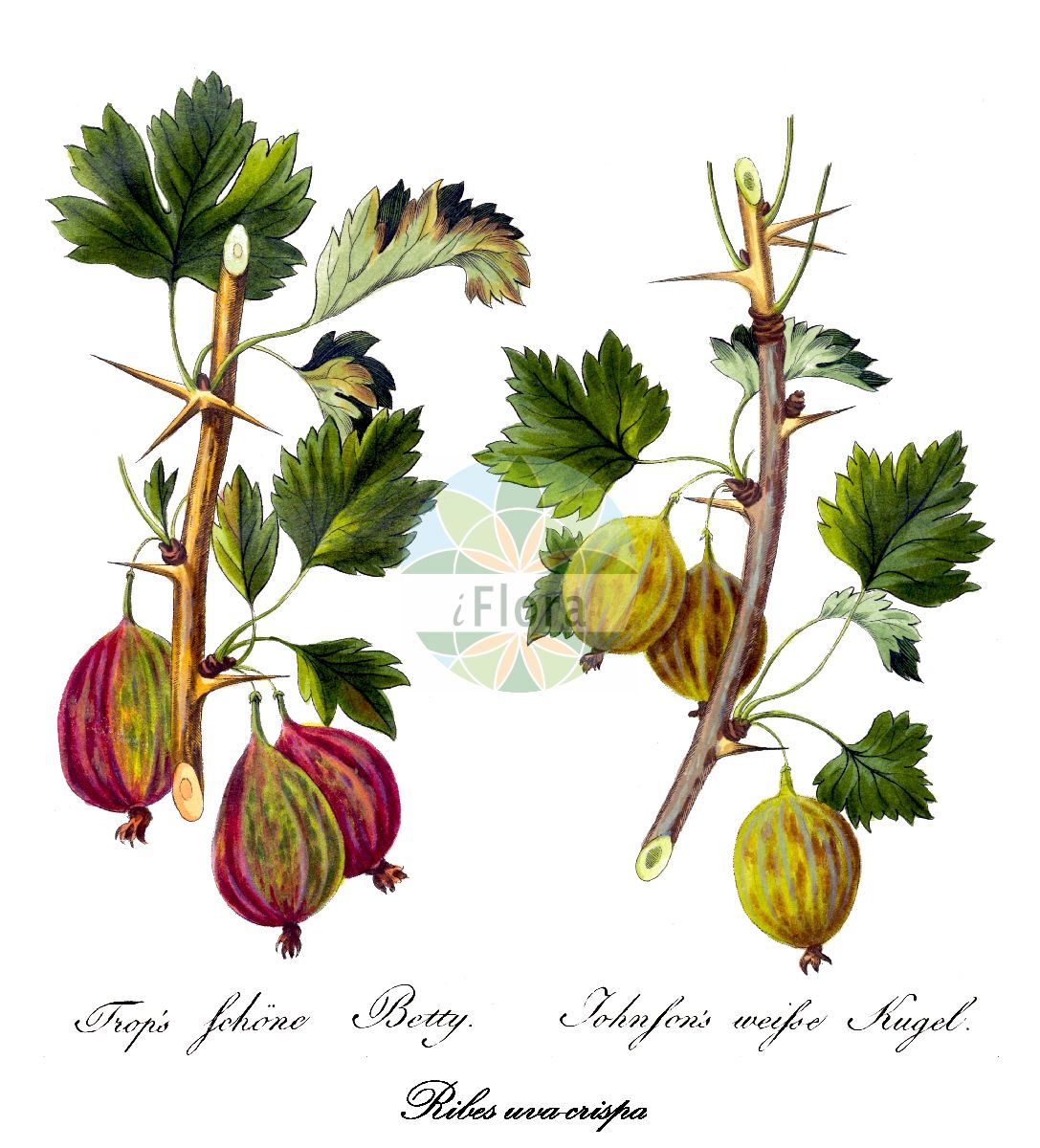 Ribes uva-crispa - Grossulariaceae,Plantae,Pteridobiotina,Angiosperms,Saxifragales,Grossulariaceae,Ribes,Ribes uva-crispa,Grossularia spinosa, Grossularia uva, Grossularia uva-crispa, Oxyacanthus uva-crispa, Ribes crispum, Ribes grossularia var. sylvestre, Ribes grossularia var. uva-crispa, Ribes spinosum var. glabrum, Ribes uva-crispa subsp. austroeuropaeum, Ribes uva-crispa subsp. reclinatum, Ribes uva-crispa var. sylvestre, Ribes uva-crispa var. sylvestris,Drüsenborstige Stachelbeere;Kurzhaarige Stachelbeere;Zurückgebogene Stachelbeere;Stachelbeere;gooseberry;european gooseberry;groseillier épineux;ogrose;Groseillier épineux;groseillier à maquereau;groseillier des haies;groseillier raisin-crépu;vinétier;grosellero espinoso;agrazón;algaraz;cambronera de Jarava;grosellera;grosellero común;grosellero de Europa;grosularia;rosilla;tormencillos;tremoncillos;uva crespa;uva crespina;uva espina;uvas de San Juan;zamarromera;zamarrones;Ribes uva spina;uva spina;kruisbes;uva-do-norte;groselheira-comum;groselheira-espim;крыжовник отклоненный;крыжовник отклонённый;bektaşi üzümü;ribes;agrasous;agrassó;agrassons;agroçons;gaxives;greixons;ribes;trnoviti ribiz;krusbär;stikkelsbær;agrest;porzeczka agrest;maru-suguri;マルスグリ;kosmulja;köszméte;angrešt;meruzalka srstka;srstka angrešt;agriș;ríbezľa egrešová;агрус відхилений;бодливо френско грозде;karusmari;parastā ērkšķoga;stikkelsbær;karviainen;огрозд;paprastasis agrastas;andere-mahatsa;ōu zhōu cùlì;欧洲醋栗