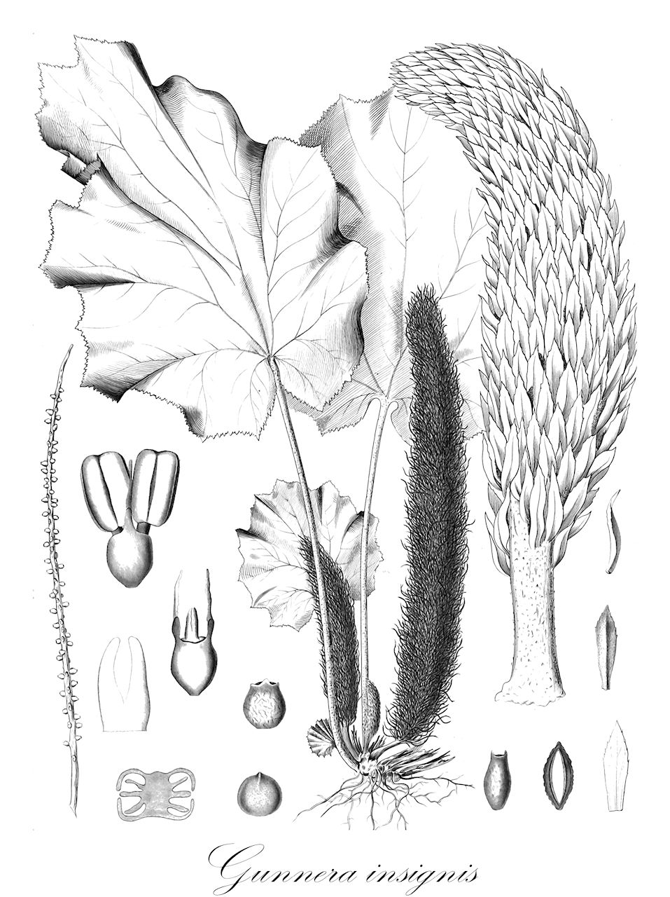 Gunnera insignis - Gunneraceae,Plantae,Pteridobiotina,Angiosperms,Gunnerales,Gunneraceae,Gunnera,Gunnera insignis,Gunnera insignis, Gunnera insignis f. albovariegata, Gunnera wendlandii, Pankea insignis