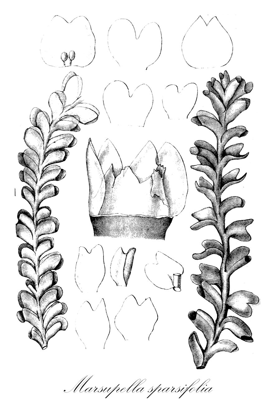 Marsupella sparsifolia - Gymnomitriaceae,Plantae,Bryobiotina,Marchantiophyta,Jungermanniopsida,Jungermanniidae,Jungermanniales,Gymnomitriaceae,Marsupella,Marsupella sparsifolia,Marsupella sparsifolia var. norica, Marsupella sparsifolia var. sparsifolia, Marsupella styriaca, Nardia sparsifolia, Nardia sparsifolia var. sparsifolia, Sarcocyphos sparsifolius, Sarcocyphos sparsifolius f. sparsifolius, Sarcocyphos sparsifolius var. noricus, Sarcocyphos sparsifolius var. sparsifolius, Sarcocyphos styriacus