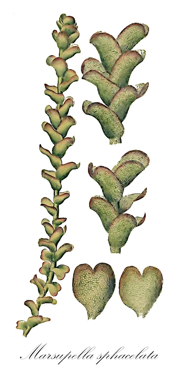 Marsupella sphacelata - Gymnomitriaceae,Hygrobiella japonica, Jungermannia emarginata var. saccata, Jungermannia sphacelata, Marsupella aequiloba, Marsupella emarginata var. saccata, Marsupella erythrorhiza, Marsupella erythrorhiza f. brevicaulis, Marsupella erythrorhiza f. gracilescens, Marsupella erythrorhiza f. nana, Marsupella erythrorhiza var. brevicaulis, Marsupella joergensenii, Marsupella joergensenii f. densiretis, Marsupella joergensenii f. gracilior, Marsupella joergensenii f. nivalis, Marsupella media, Marsupella sphacelata f. bifida, Marsupella sphacelata f. joergensenii, Marsupella sphacelata f. media, Marsupella sphacelata f. minor, Marsupella sphacelata f. robustior, Marsupella sphacelata f. sphacelata, Marsupella sphacelata f. sullivantii, Marsupella sphacelata var. arduennensis, Marsupella sphacelata var. erythrorhiza, Marsupella sphacelata var. joergensenii, Marsupella sphacelata var. media, Marsupella sphacelata var. minor, Marsupella sphacelata var. rosea, Marsupella sphacelata var. saccata, Marsupella sphacelata var. sphacelata, Marsupella sphacelata var. sullivantii, Marsupella sullivantii, Marsupella sullivantii f. brevicaulis, Marsupella sullivantii f. gracilescens, Marsupia sphacelata, Nardia sphacelata, Nardia sphacelata var. media, Nardia sullivantii, Sarcocyphos ehrhardtii f. saccatus, Sarcocyphos ehrhardtii var. erythrorhizus, Sarcocyphos ehrhardtii var. saccatus, Sarcocyphos grandiretis, Sarcocyphos sphacelatus, Sarcocyphos sphacelatus f. pusillus, Sarcocyphos sphacelatus var. erythrorhizus, Sarcocyphos sphacelatus var. gracilis, Sarcocyphos sphacelatus var. medius, Sarcocyphos sphacelatus var. sphacelatus, Sarcocyphos sullivantii,Plantae,Bryobiotina,Marchantiophyta,Jungermanniopsida,Jungermanniidae,Jungermanniales,Gymnomitriaceae,Marsupella,Marsupella sphacelata