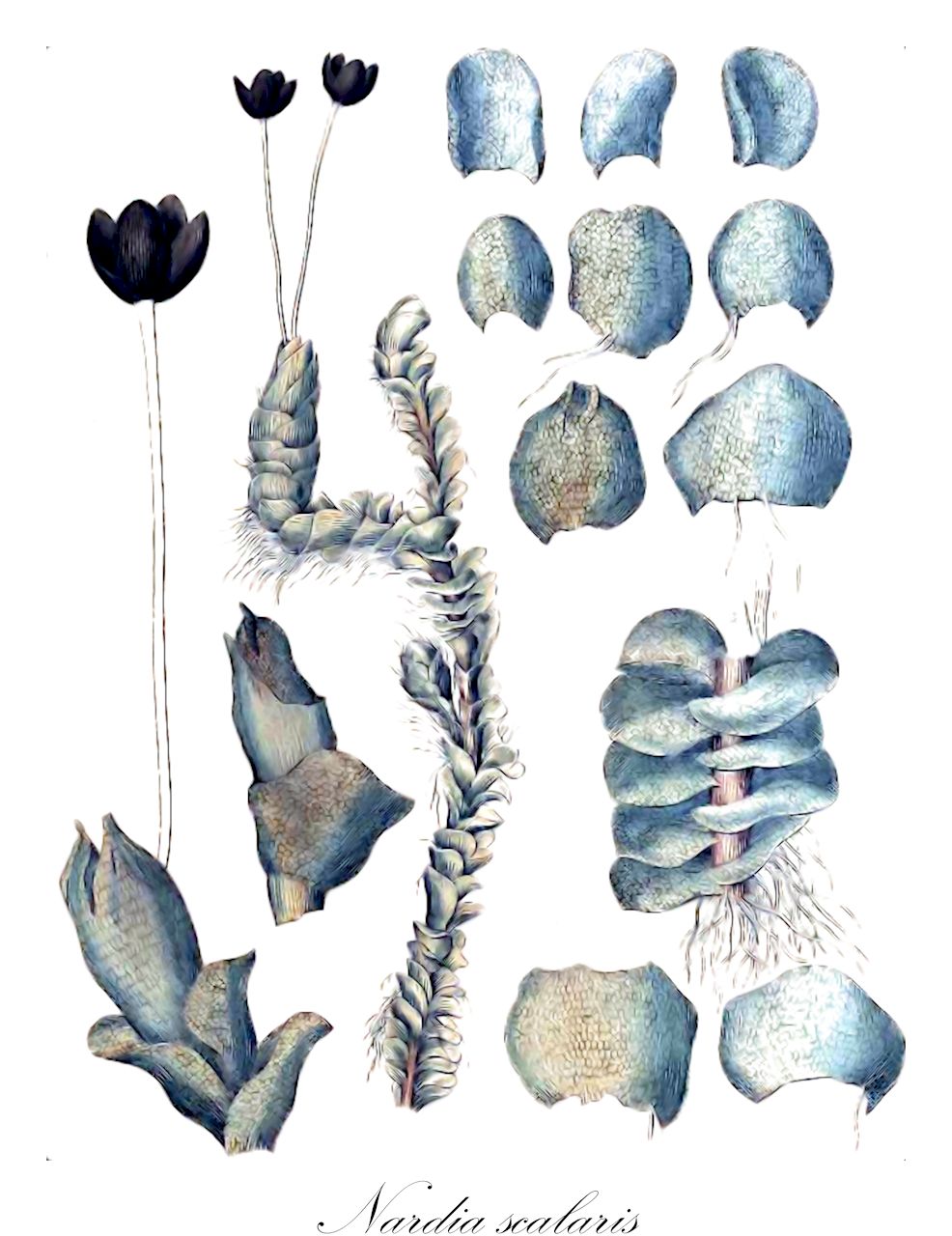 Nardia scalaris - Gymnomitriaceae,Plantae,Bryobiotina,Marchantiophyta,Jungermanniopsida,Jungermanniidae,Jungermanniales,Gymnomitriaceae,Nardia,Nardia scalaris,Alicularia repanda, Alicularia rotaeana, Alicularia scalaris, Alicularia scalaris f. compressa, Alicularia scalaris f. elata, Alicularia scalaris f. elongata, Alicularia scalaris f. major, Alicularia scalaris f. rigens, Alicularia scalaris var. distans, Alicularia scalaris var. gracillima, Alicularia scalaris var. laxifolia, Alicularia scalaris var. major, Alicularia scalaris var. procerior, Alicularia scalaris var. repanda, Alicularia scalaris var. rigens, Alicularia scalaris var. rigidula, Alicularia scalaris var. rivularis, Jungermannia immersa, Jungermannia obovata subsp. elongata, Jungermannia rotaeana, Jungermannia scalaris, Jungermannia scalaris f. rigens, Jungermannia scalaris var. major, Jungermannia scalaris var. nigrescens, Jungermannia scalaris var. repanda, Jungermannia scalaris var. repanda, Jungermannia scalaris var. rigidula, Jungermannia scalaris var. wallrothiana, Jungermannia wallrothiana, Mesophylla rotaeana, Mesophylla scalaris, Nardia cavana, Nardia nepalensis, Nardia repanda, Nardia rotaeana, Nardia scalaris f. propagulifera, Nardia scalaris f. scalaris, Nardia scalaris subsp. scalaris, Nardia scalaris var. compressa, Nardia scalaris var. distans, Nardia scalaris var. gracilis, Nardia scalaris var. major, Nardia scalaris var. procerior, Nardia scalaris var. rigens, Nardia scalaris var. rigidula, Nardia scalaris var. rivularis, Nardia scalaris var. tenera, Plectocolea scalaris