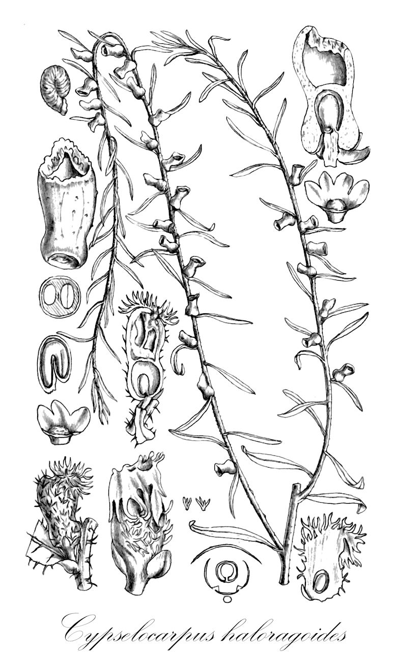 Cypselocarpus haloragoides - Gyrostemonaceae,Plantae,Pteridobiotina,Angiosperms,Brassicales,Gyrostemonaceae,Cypselocarpus,Cypselocarpus haloragoides,Tersonia subvolubilis, Threlkeldia haloragoides