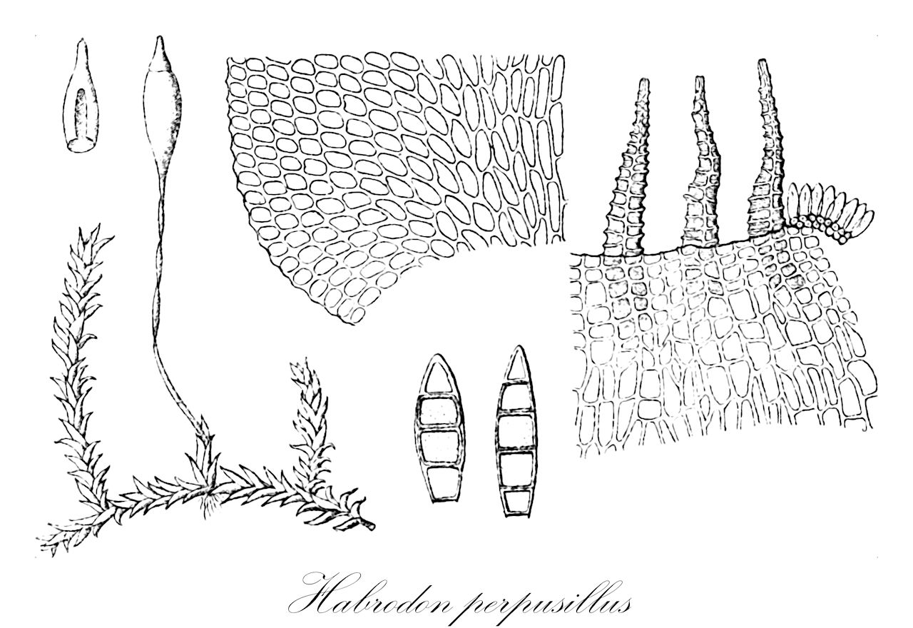 Habrodon perpusillus - Habrodontaceae,Plantae,Bryobiotina,Bryophyta,Bryopsida,Bryidae,Hypnanae,Hypnales,Habrodontaceae,Habrodon,Habrodon perpusillus,Anomodon perpusillus, Clasmatodon perpusillus, Habrodon nicaeensis, Habrodon notarisii, Habrodon perpusillus var. commutatus, Habrodon perpusillus var. nicaeensis, Habrodon perpusillus var. subenervium, Neckera perpusilla, Pterogonium perpusillum, Pterogonium subenervium
