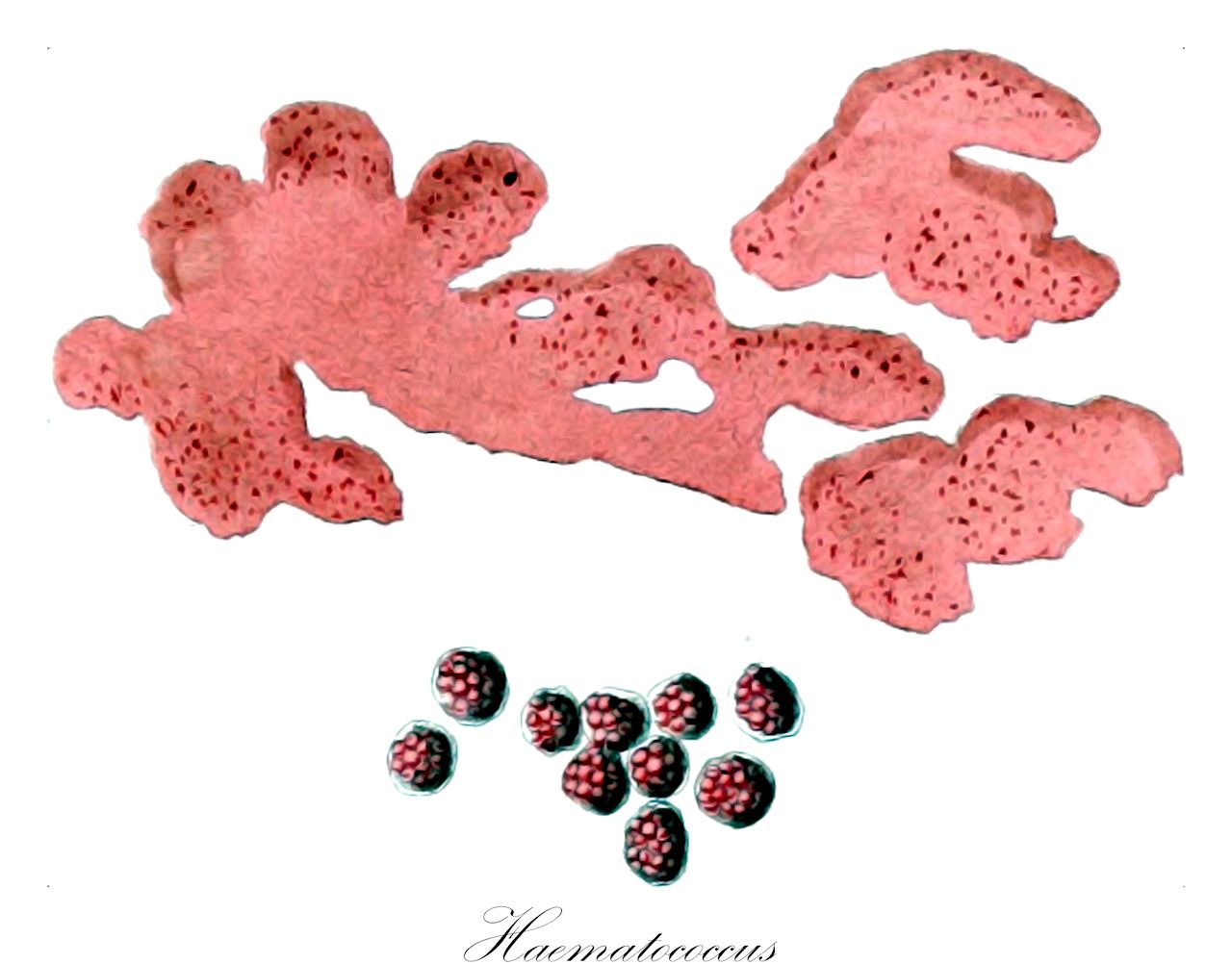 Haematococcus - Haematococcaceae,Biota,Plantae,Chlorophyta,Chlorophytina,Chlorophyceae,Chlamydomonadales,Haematococcaceae,Haematococcus,Chlamidococcus, Chlamydococcus, Disceraea