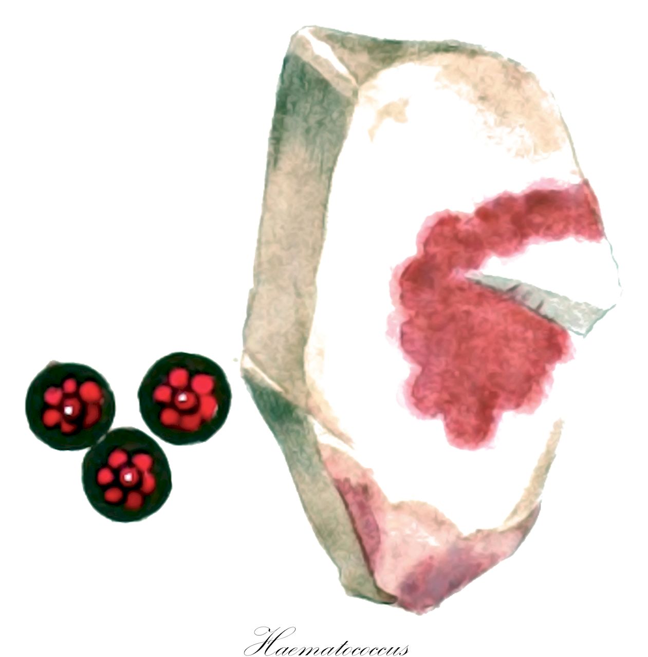 Haematococcus - Chlorophyta,Biota,Plantae,Chlorophyta,Chlorophytina,Chlorophyceae,Chlamydomonadales,Haematococcaceae,Haematococcus,Chlamidococcus, Chlamydococcus, Disceraea