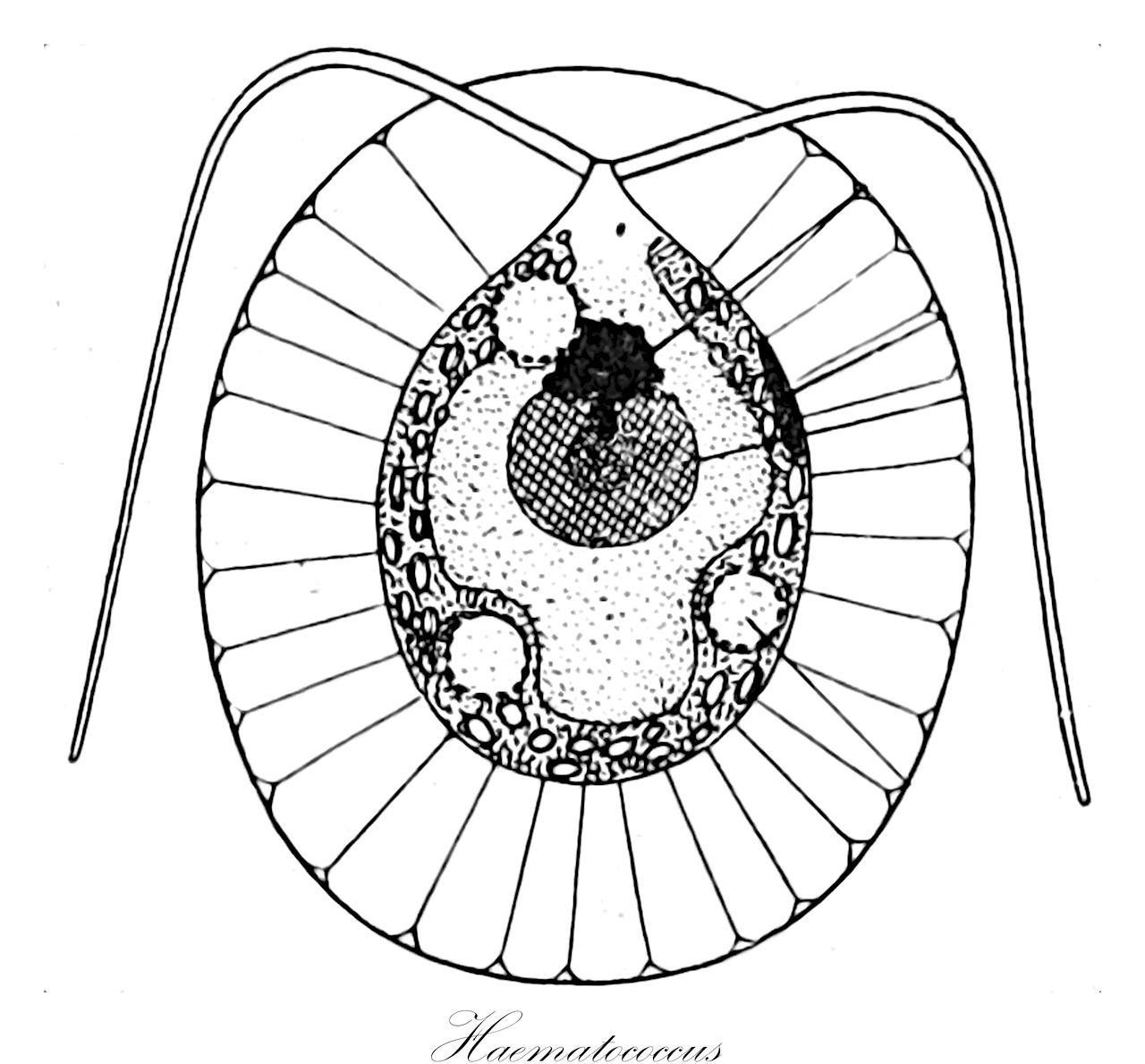 Haematococcus - Haematococcaceae,Biota,Plantae,Chlorophyta,Chlorophytina,Chlorophyceae,Chlamydomonadales,Haematococcaceae,Haematococcus,Chlamidococcus, Chlamydococcus, Disceraea