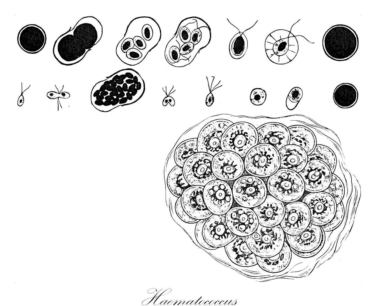 Haematococcus - Haematococcaceae,Biota,Plantae,Chlorophyta,Chlorophytina,Chlorophyceae,Chlamydomonadales,Haematococcaceae,Haematococcus,Chlamidococcus, Chlamydococcus, Disceraea