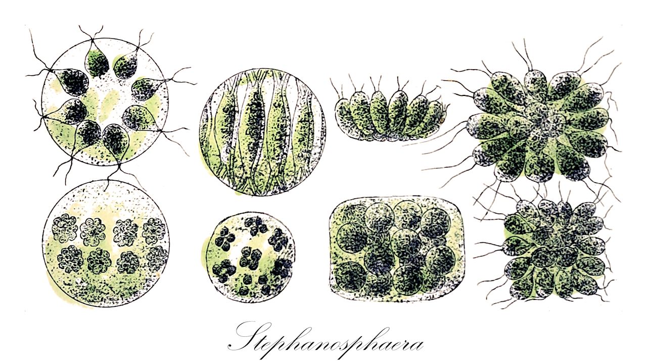 Stephanosphaera - Haematococcaceae,Biota,Plantae,Chlorophyta,Chlorophytina,Chlorophyceae,Chlamydomonadales,Haematococcaceae,Stephanosphaera