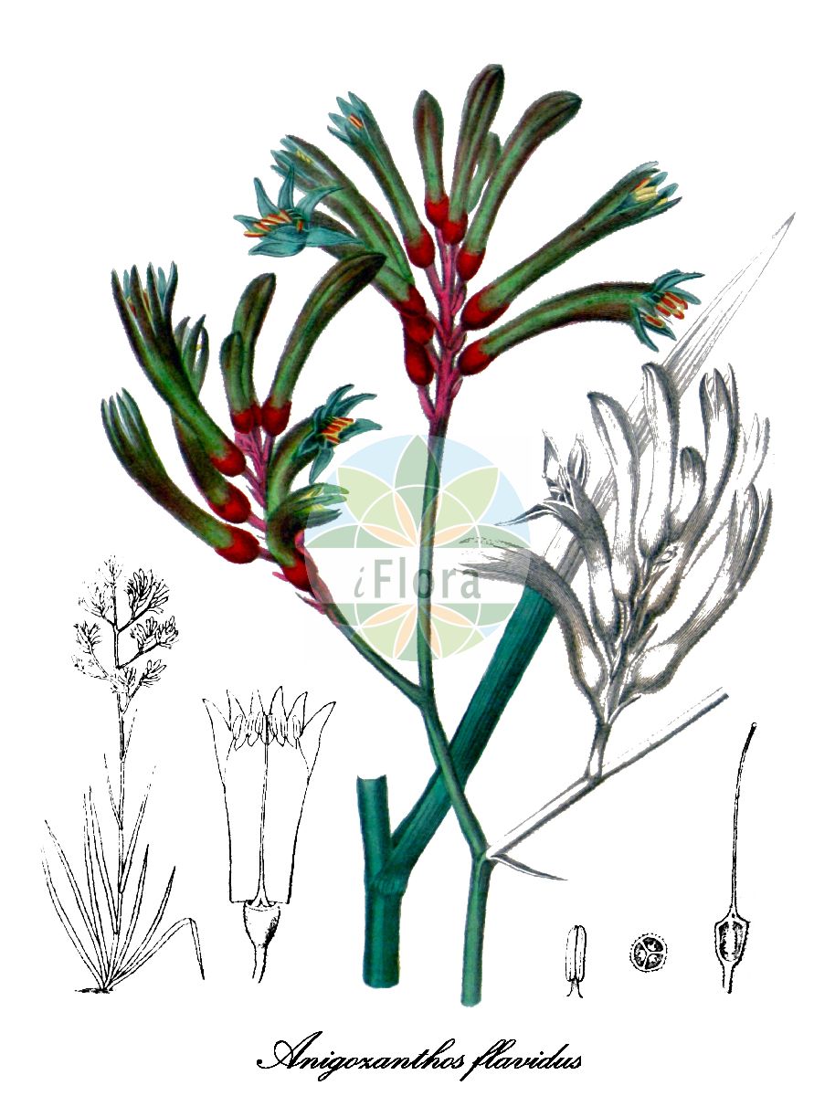 Anigozanthos flavidus - Haemodoraceae,Plantae,Pteridobiotina,Angiosperms,Commelinales,Pontederiineae,Haemodoraceae,Conostylidoideae,Conostylideae,Anigozanthos,Anigozanthos flavidus,Anigosia flavida, Anigosia flavida, Anigozanthos coccineus, Anigozanthos flavescens, Anigozanthos flavescens, Anigozanthos flavidus var. bicolor, Anigozanthos flavidus var. flavidus, Anigozanthos grandiflorus, Anigozanthos grandiflorus, Anigozanthos manglesii, Schwaegrichenia flavida