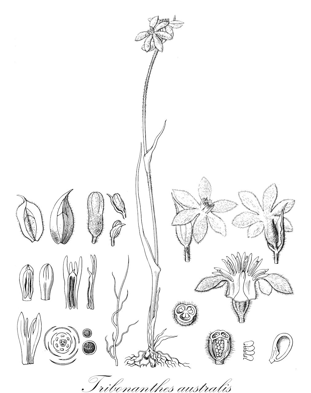 Tribonanthes australis - Haemodoraceae,Plantae,Pteridobiotina,Angiosperms,Commelinales,Pontederiineae,Haemodoraceae,Conostylidoideae,Tribonantheae,Tribonanthes,Tribonanthes subgen. Tribonanthes,Tribonanthes australis