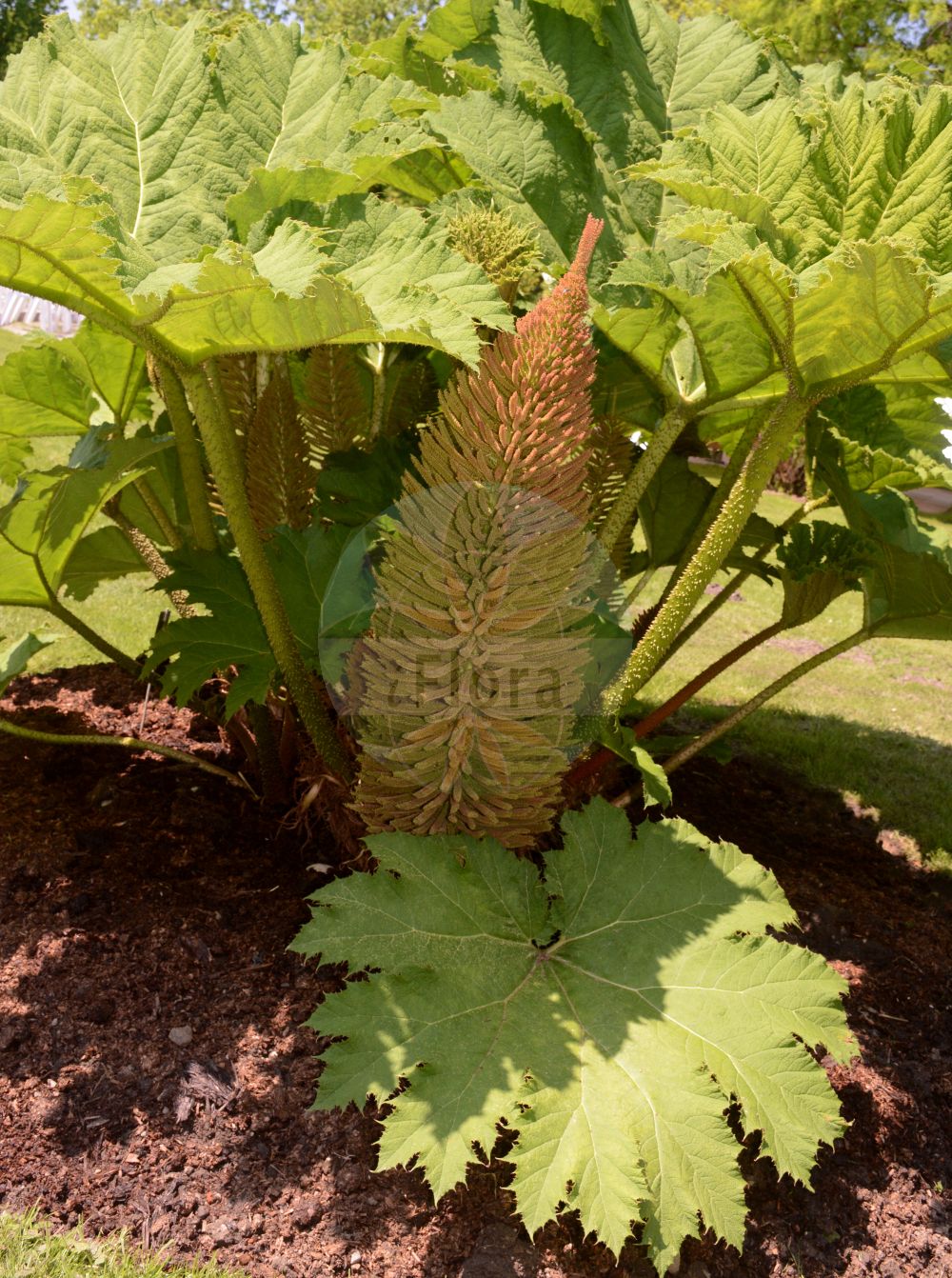 Gunnera tinctoria - Gunneraceae,Plantae,Pteridobiotina,Angiosperms,Gunnerales,Gunneraceae,Gunnera,Gunnera tinctoria,Gunnera scabra, Panke tinctoria,Chilenischer Riesenrhabarber;röd jättegunnera;mammutgunnera