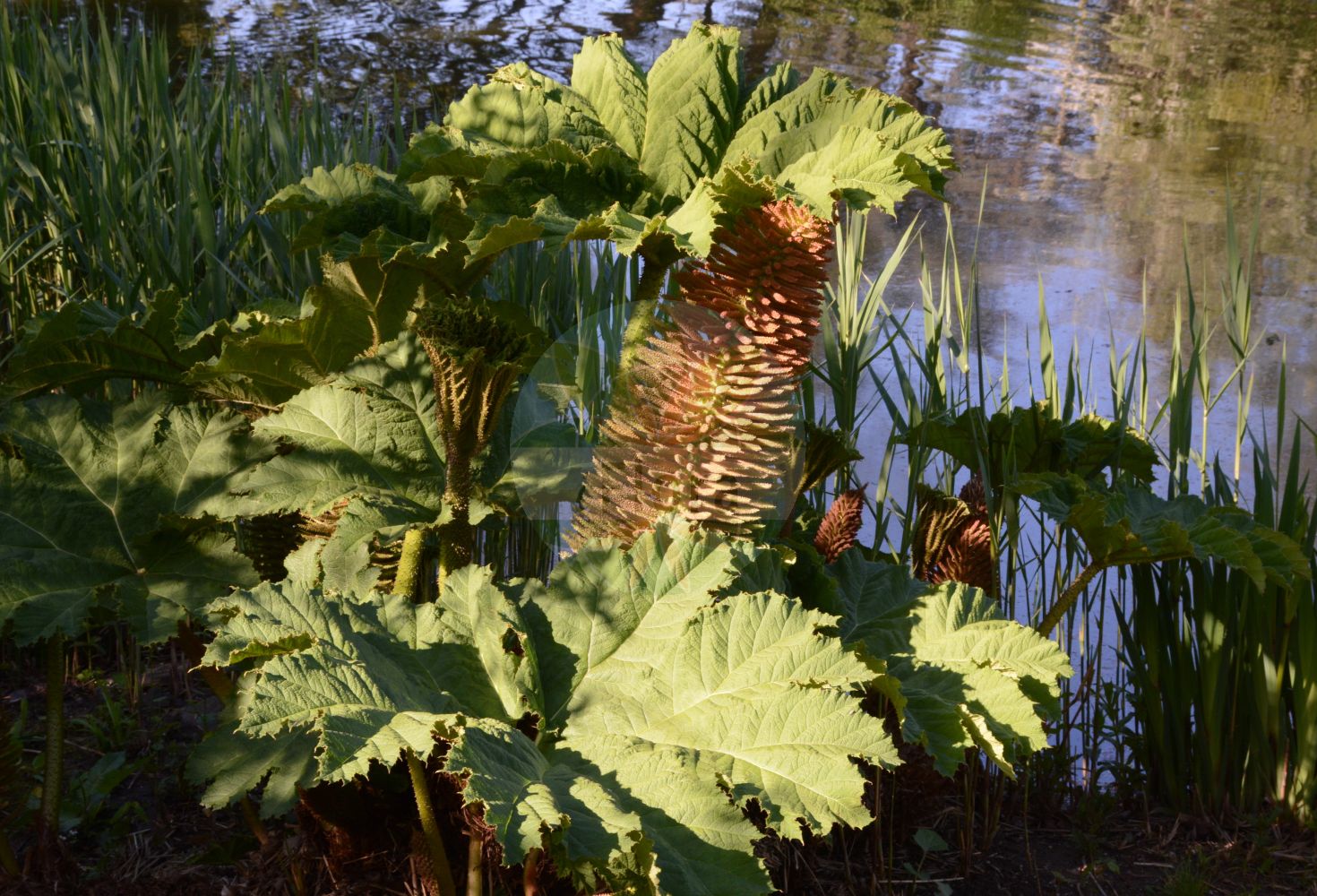 Gunnera tinctoria - Gunneraceae,Plantae,Pteridobiotina,Angiosperms,Gunnerales,Gunneraceae,Gunnera,Gunnera tinctoria,Gunnera scabra, Panke tinctoria,Chilenischer Riesenrhabarber;röd jättegunnera;mammutgunnera