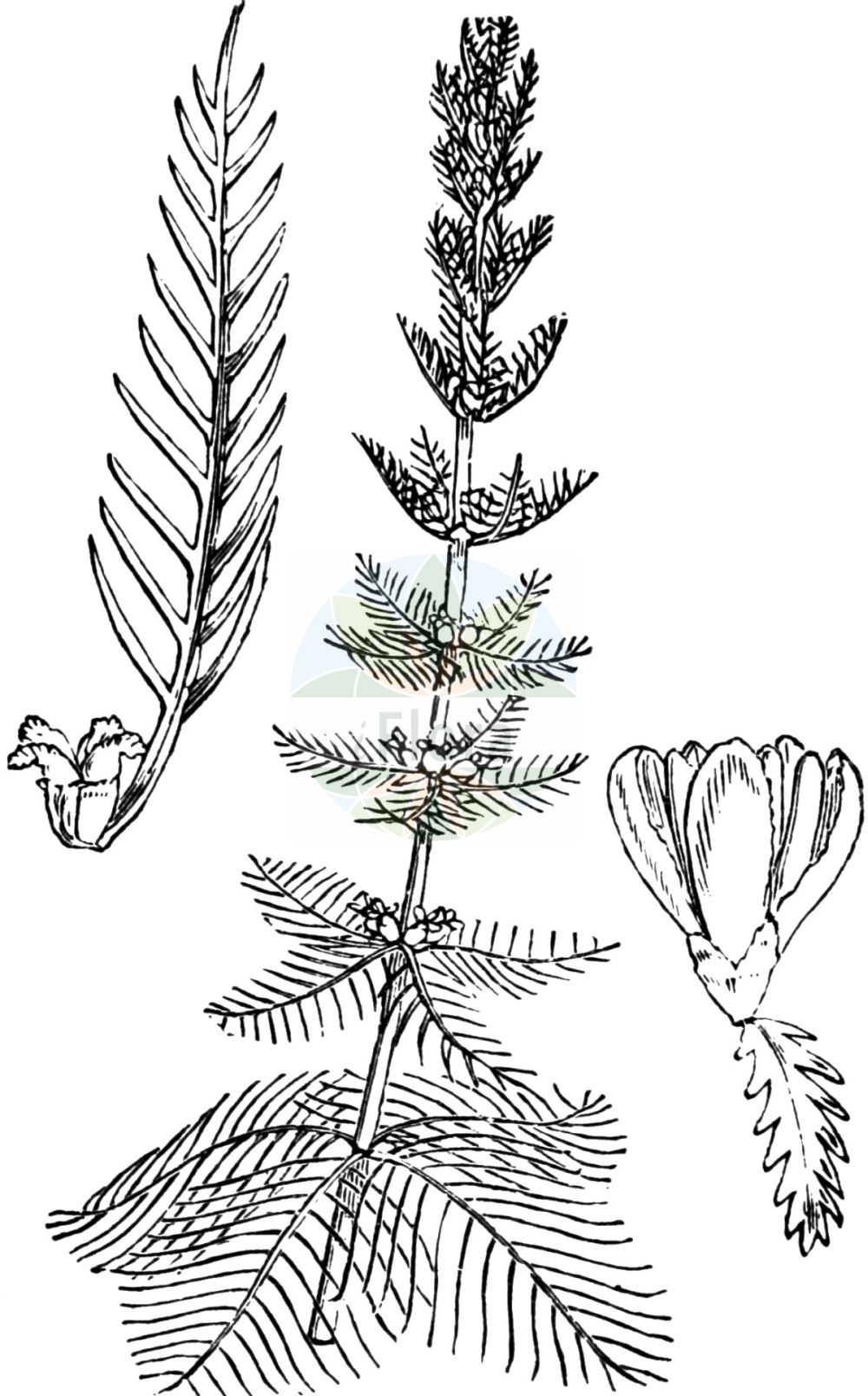 Myriophyllum verticillatum - Haloragaceae,Plantae,Pteridobiotina,Angiosperms,Saxifragales,Haloragaceae,Myriophyllum,Myriophyllum verticillatum,Myriophyllum limosum, Myriophyllum pectinatum, Myriophyllum siculum, Myriophyllum verticillatum subsp. pectinatum, Myriophyllum verticillatum var. intermedium, Myriophyllum verticillatum var. pectinatum, Potamogeton verticillatum,Quirl-Tausendblatt;Quirlblättriges Tausendblatt;Quirliges Tausendblatt;Quirlblütiges Tausendblatt;whorled water-milfoil;myriadleaf;whorl-leaf watermilfoil;Myriophylle verticillé;myriophylle verticillée;filigrana menor;Millefoglio d'acqua ascellare;millefoglio d'acqua;krans-vederkruid;kransvederkruid;перистолистник мутовчатый;уруть мутовчатая;halkalı sucivanperçemi;miriofil;volantí verticil·lat;pršljenasti krocanj;kransslinga;krans-tusindblad;wywłócznik okółkowy;fusamo;vretenčasti rmanec;gyűrűs süllőhínár;stolístek přeslenatý;peniță;stolístok praslenatý;водопериця кільчаста;прешленолистен мириофилум;прешленолистен многолистник;mieturu daudzlape;kranstusenblad;kiehkuraärviä;männas-vesikuusk;дрезга;кроцањ;пршљенасти кроцањ;menturinė plunksnalapė;σπονδιλωτό μιριόφιλλο;hú wěi zǎo;狐尾藻