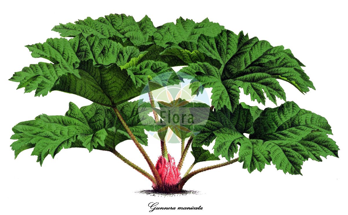 Gunnera manicata - Gunneraceae,Plantae,Pteridobiotina,Angiosperms,Gunnerales,Gunneraceae,Gunnera,Gunnera manicata,Gunnera brasiliensis,Riesen-Gunnera;brazilian giant-rhubarb