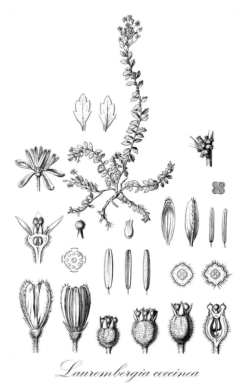 Laurembergia coccinea - Haloragaceae,Plantae,Pteridobiotina,Angiosperms,Saxifragales,Haloragaceae,Laurembergia,Laurembergia coccinea,Epilithes coccinea, Laurembergia agastyamalayana, Laurembergia brevipes, Laurembergia glaberrima, Laurembergia grandifolia, Laurembergia hirsuta, Laurembergia indica, Laurembergia javanica, Laurembergia wangerinii, Serpicula brevipes, Serpicula epilithes, Serpicula hirsuta, Serpicula javanica