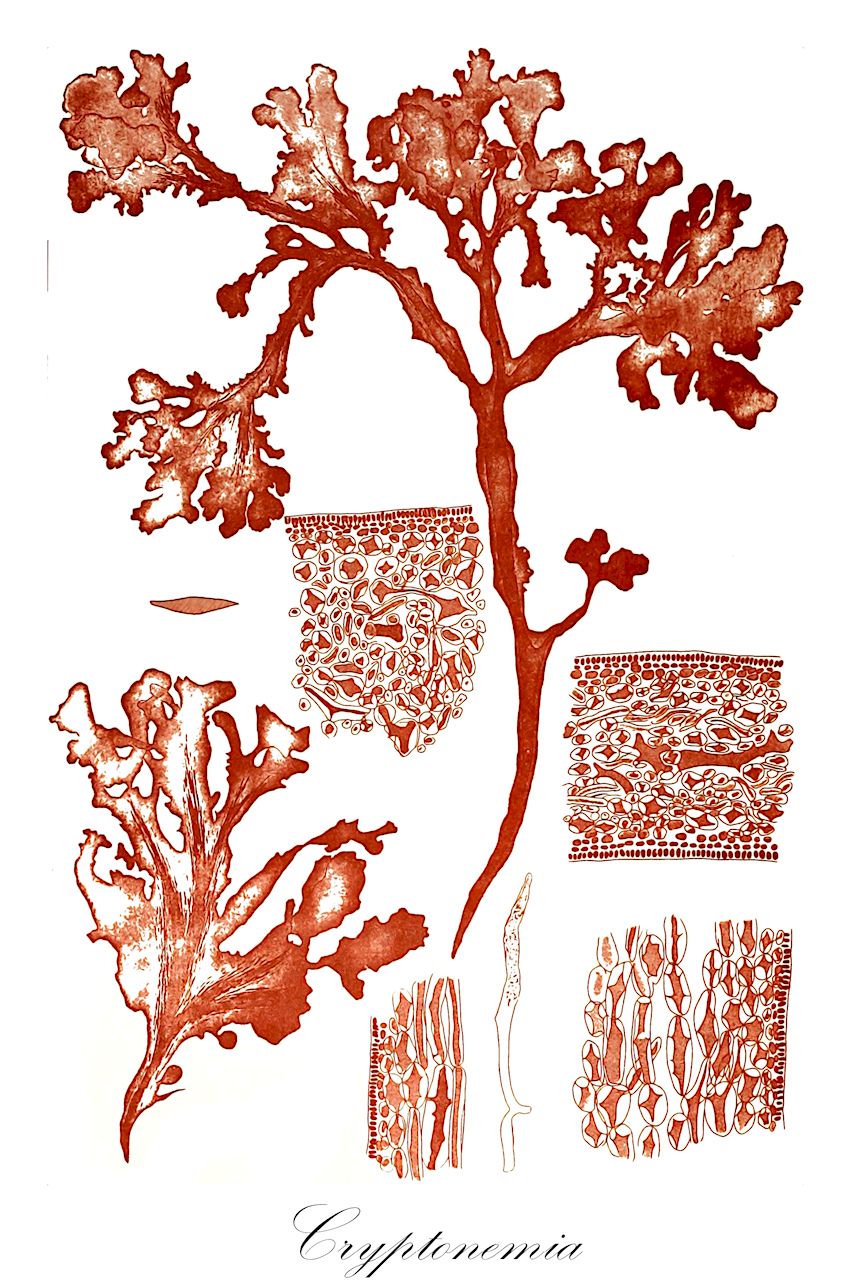 Cryptonemia - Halymeniaceae,Biota,Plantae,Rhodophyta,Eurhodophytina,Florideophyceae,Halymeniales,Halymeniaceae,Cryptonemia,Blastophye, Dactylymenia