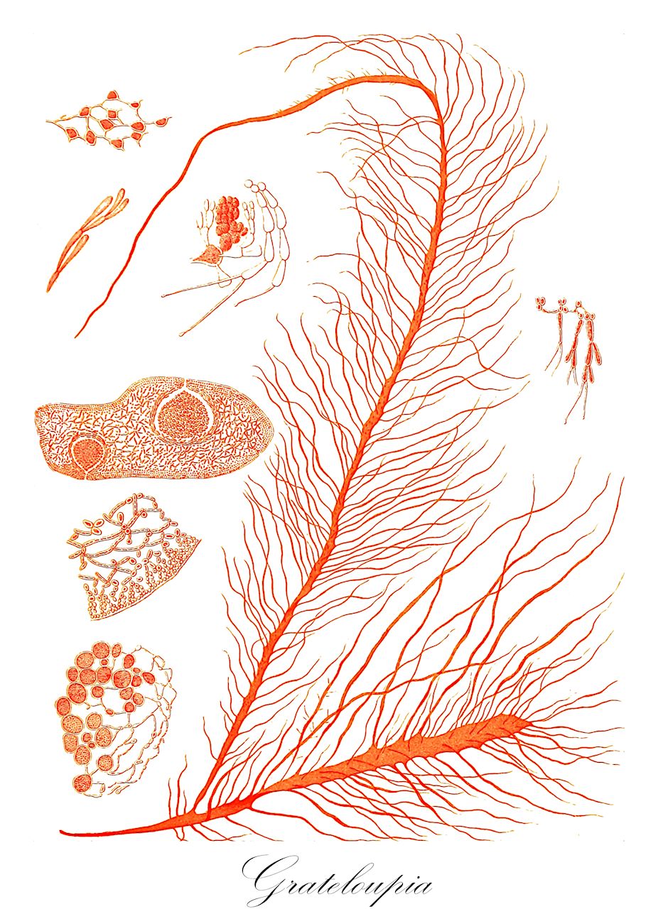 Grateloupia - Rhodophyta,Biota,Plantae,Rhodophyta,Eurhodophytina,Florideophyceae,Halymeniales,Halymeniaceae,Grateloupia,Cyrtymenia, Dermocorynus, Exartesia, Halymeniopsis, Pachymeniopsis, Prionitis, Sinotubimorpha, Zanardinula