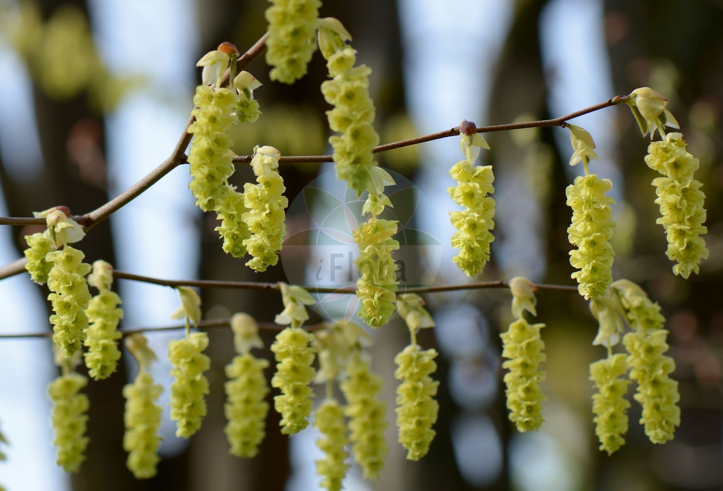 Corylopsis willmottiae - Hamamelidaceae,Plantae,Pteridobiotina,Angiosperms,Saxifragales,Hamamelidaceae,Corylopsis,Corylopsis willmottiae
