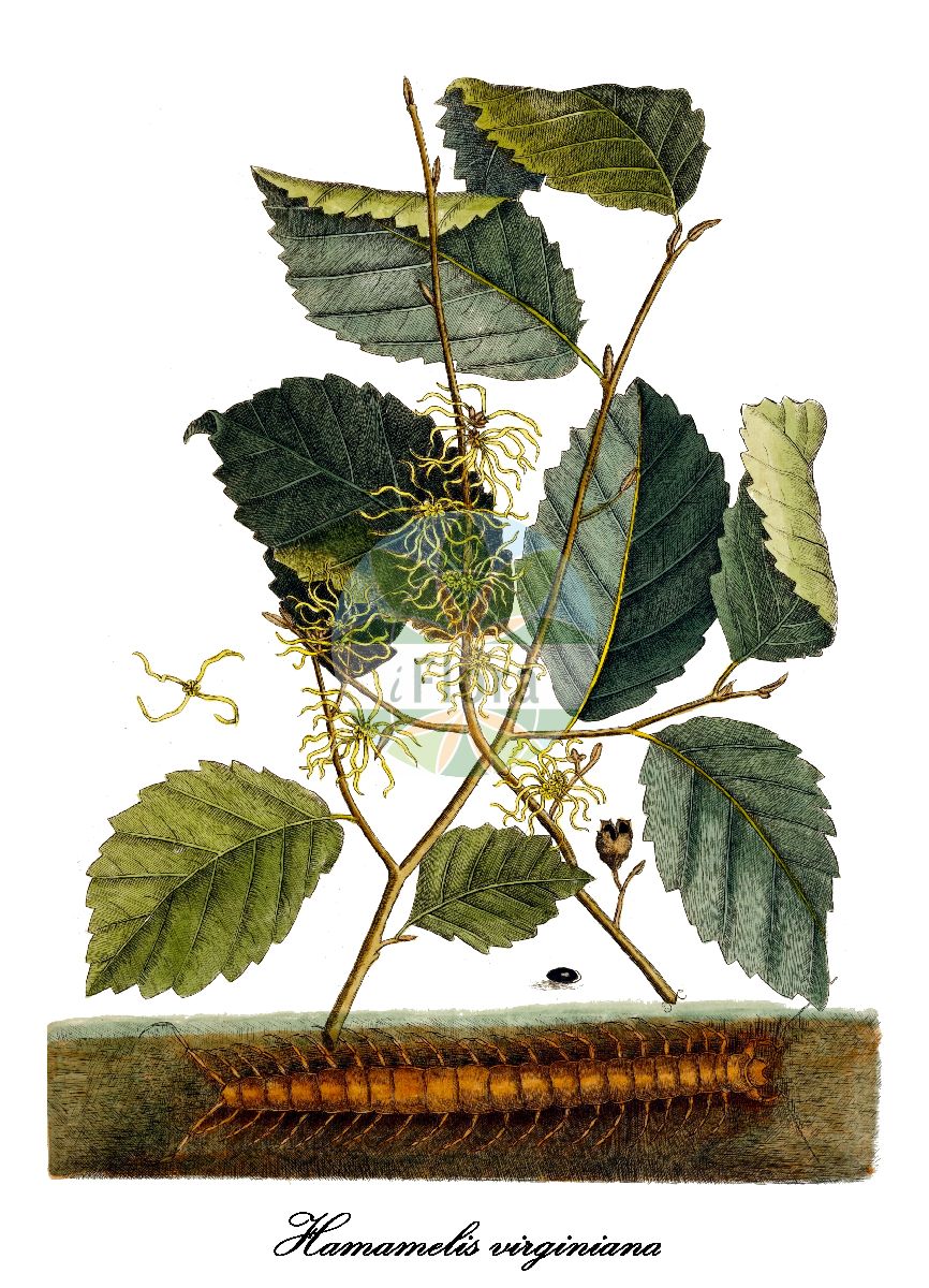 Hamamelis virginiana - Hamamelidaceae,Plantae,Pteridobiotina,Angiosperms,Saxifragales,Hamamelidaceae,Hamamelis,Hamamelis virginiana,Hamamelis virginiana subsp. virginiana, Hamamelis virginiana var. angustifolia, Hamamelis virginiana var. orbiculata, Hamamelis virginica var. macrophylla, Hamamelis virginica var. parvifolia, Trilopus nigra var. catesbiana, Trilopus virginiana, Trilopus virginica,Amerikanische Zaubernuss;Hexenhasel;Virginische Zaubernuss;Zauberhasel;café du diable;hamémelis;witch-hazel