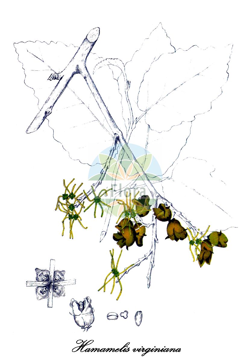 Hamamelis virginiana - Hamamelidaceae,Plantae,Pteridobiotina,Angiosperms,Saxifragales,Hamamelidaceae,Hamamelis,Hamamelis virginiana,Hamamelis virginiana subsp. virginiana, Hamamelis virginiana var. angustifolia, Hamamelis virginiana var. orbiculata, Hamamelis virginica var. macrophylla, Hamamelis virginica var. parvifolia, Trilopus nigra var. catesbiana, Trilopus virginiana, Trilopus virginica,Amerikanische Zaubernuss;Hexenhasel;Virginische Zaubernuss;Zauberhasel;café du diable;hamémelis;witch-hazel
