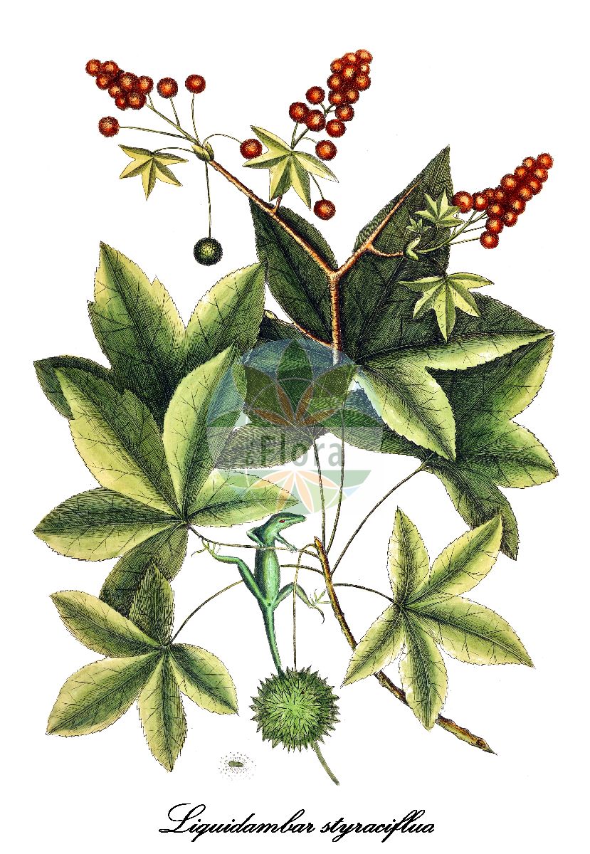 Liquidambar styraciflua - Altingiaceae,Plantae,Pteridobiotina,Angiosperms,Saxifragales,Altingiaceae,Liquidambar,Liquidambar styraciflua,Liquidambar barbata, Liquidambar gummifera, Liquidambar macrophylla, Liquidambar styraciflua f. pendula, Liquidambar styraciflua f. rotundiloba, Liquidambar styraciflua var. macrophylla, Liquidambar styraciflua var. mexicana, Liquidambar tuberculata,Amerikanischer Amberbaum;sweetgum;redgum