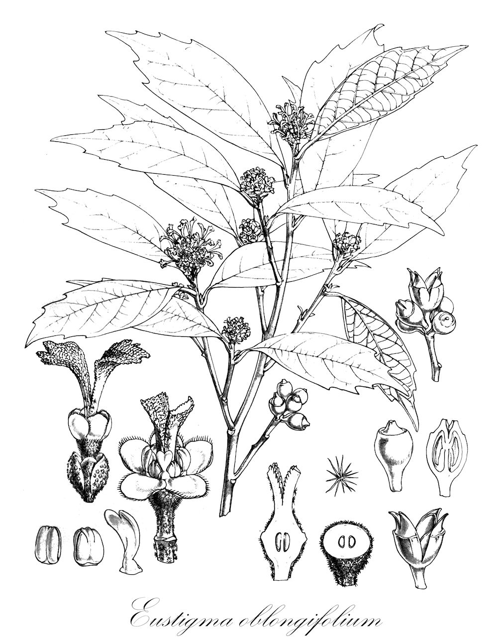 Eustigma oblongifolium - Hamamelidaceae,Plantae,Pteridobiotina,Angiosperms,Saxifragales,Hamamelidaceae,Eustigma,Eustigma oblongifolium