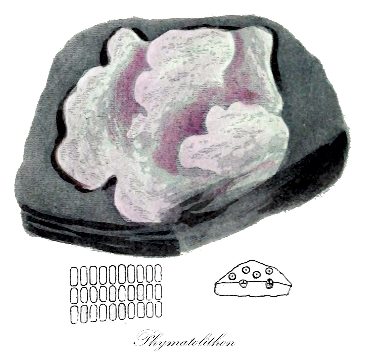 Phymatolithon - Hapalidiaceae,Biota,Plantae,Rhodophyta,Eurhodophytina,Florideophyceae,Hapalidiales,Hapalidiaceae,Phymatolithon,Agardhia, Agardhina, Apora, Eleutherospora, Nullipora