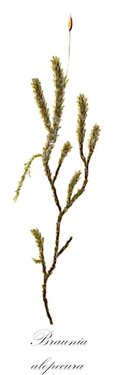 Braunia alopecura - Hedwigiaceae,Plantae,Bryobiotina,Bryophyta,Bryopsida,Bryidae,Bryanae,Hedwigiales,Hedwigiaceae,Braunia,Braunia alopecura,Anictangium sciuroides, Braunia obtusicuspis, Braunia sciuroides, Harrisonia sciuroides, Hedwigia alopecura, Hedwigia sciuroides, Leucodon alopecurus, Neckera alopecura