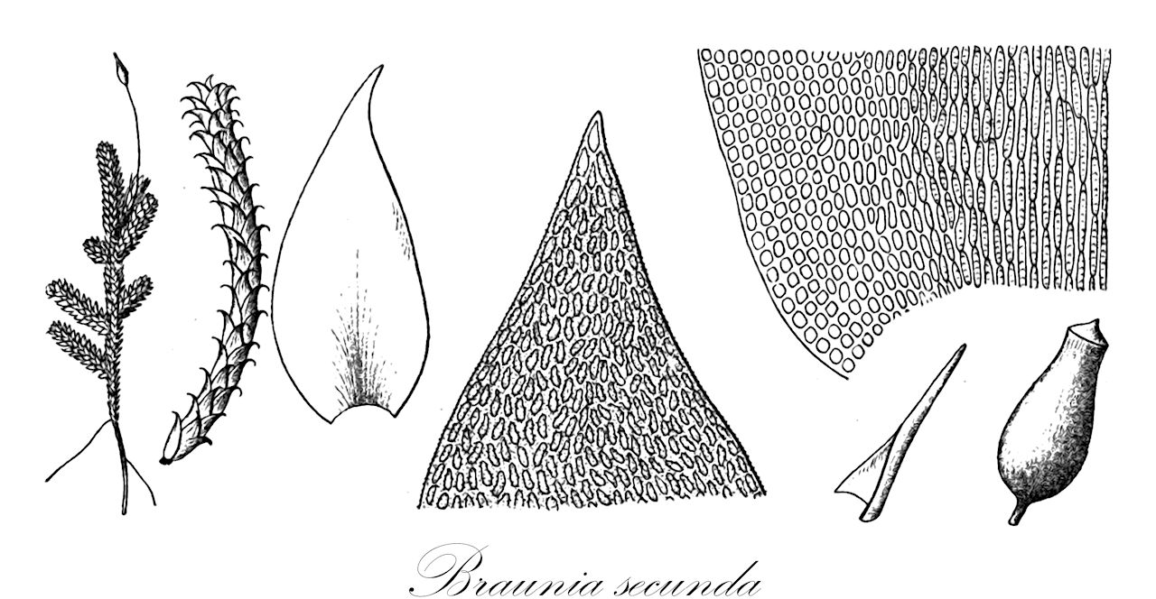 Braunia secunda - Hedwigiaceae,Plantae,Bryobiotina,Bryophyta,Bryopsida,Bryidae,Bryanae,Hedwigiales,Hedwigiaceae,Braunia,Braunia secunda,Anictangium secundum, Anoectangium secundum, Braunia secunda f. exerophitica, Braunia secunda f. longipila, Braunia secunda var. crassiretis, Braunia secunda var. pinnata, Braunia secunda var. sekistos, Harrisonia secunda, Hedwigia secunda, Leucodon sekistos, Neckera secunda