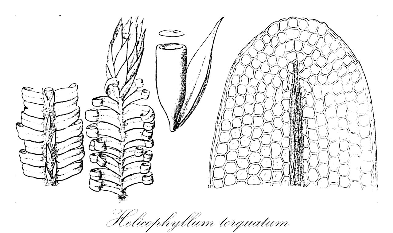 Helicophyllum torquatum - Helicophyllaceae,Plantae,Bryobiotina,Bryophyta,Bryopsida,Bryidae,Bryanae,Bartramiales,Helicophyllaceae,Helicophyllum,Helicophyllum torquatum,Anictangium torquatum, Anoectangium torquatum, Helicophyllum cubense, Helicophyllum diversifolium, Helicophyllum guatemalense, Helicophyllum jamaicense, Helicophyllum porto-ricense, Schistidium torquatum