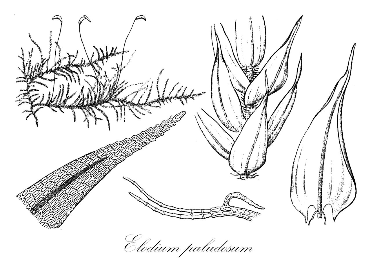Elodium paludosum - Helodiaceae,Plantae,Bryobiotina,Bryophyta,Bryopsida,Bryidae,Hypnanae,Hypnales,Helodiaceae,Elodium,Elodium paludosum,Amblystegium paludosum, Helodium paludosum, Hylocomium paludosum, Hypnum paludosum, Thuidium paludosum