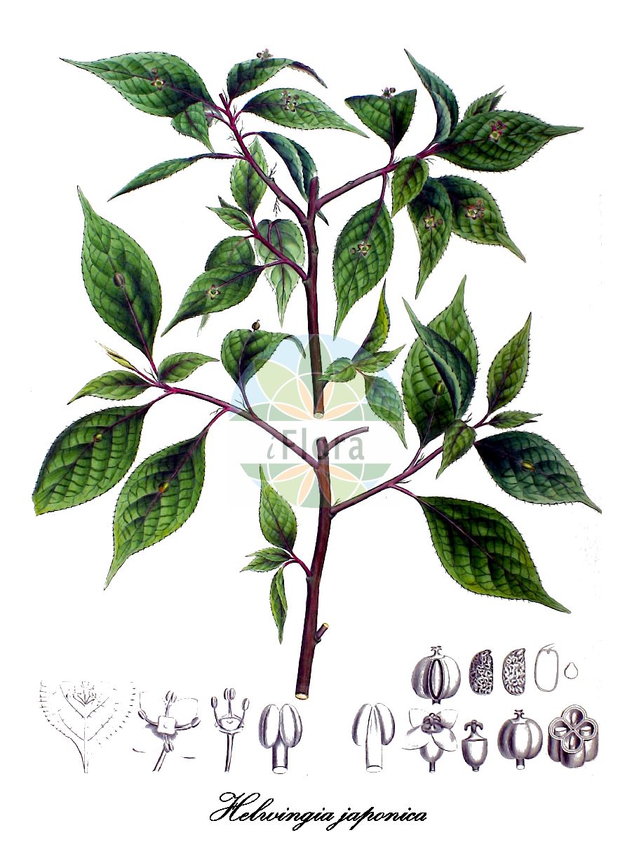 Helwingia japonica - Helwingiaceae,Plantae,Pteridobiotina,Angiosperms,Aquifoliales,Helwingiaceae,Helwingia,Helwingia japonica,Helwingia japonica var. japonica, Helwingia japonica var. parvifolia, Osyris japonica,Helwingie