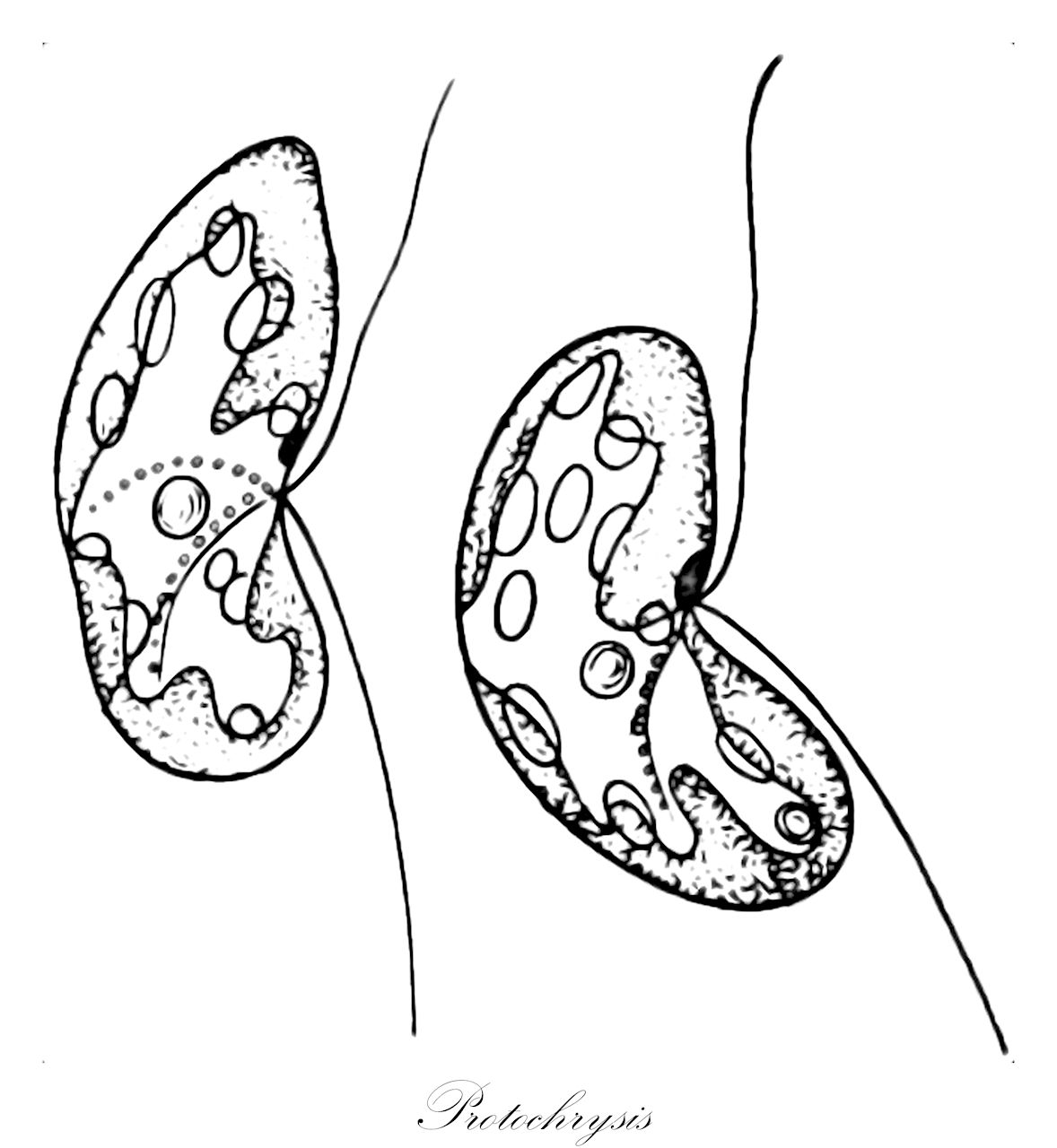 Protochrysis - Chromista,Biota,Chromista,Cryptista,Rollomonadia,Cryptophyceae,Cryptomonadales,Hemiselmidaceae,Protochrysis