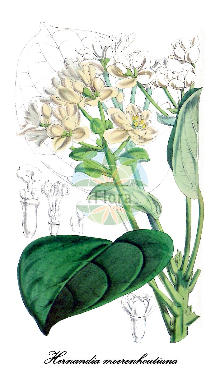 Hernandia moerenhoutiana - Hernandiaceae,Plantae,Pteridobiotina,Angiosperms,Laurales,Hernandiaceae,Hernandia,Hernandia moerenhoutiana