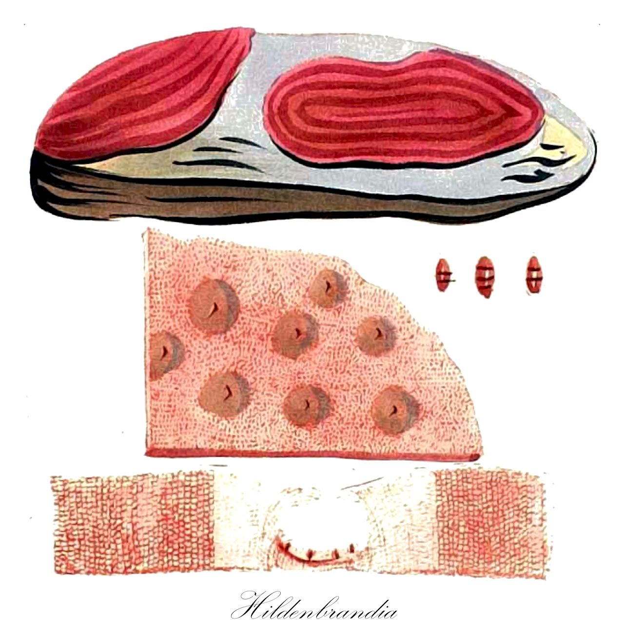 Hildenbrandia - Rhodophyta,Biota,Plantae,Rhodophyta,Eurhodophytina,Florideophyceae,Hildenbrandiales,Hildenbrandiaceae,Hildenbrandia,Hildbrandtia, Hildebrandia, Leproma