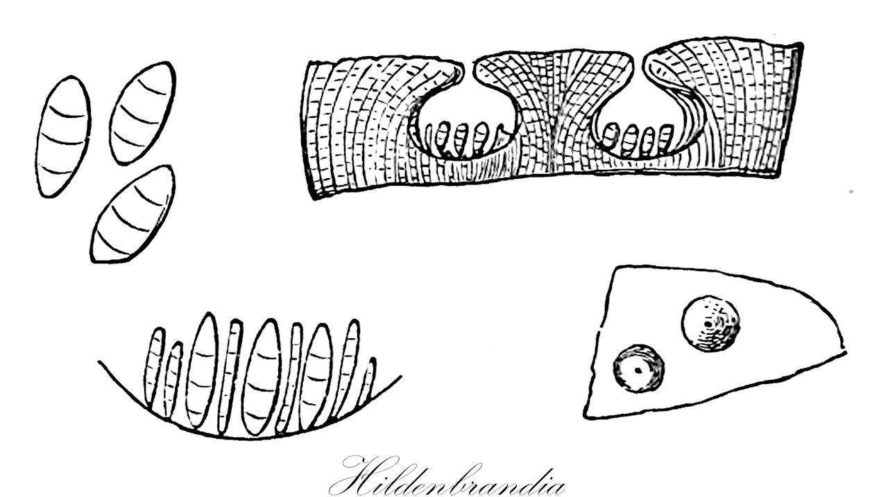 Hildenbrandia - Hildenbrandiaceae,Biota,Plantae,Rhodophyta,Eurhodophytina,Florideophyceae,Hildenbrandiales,Hildenbrandiaceae,Hildenbrandia,Hildbrandtia, Hildebrandia, Leproma