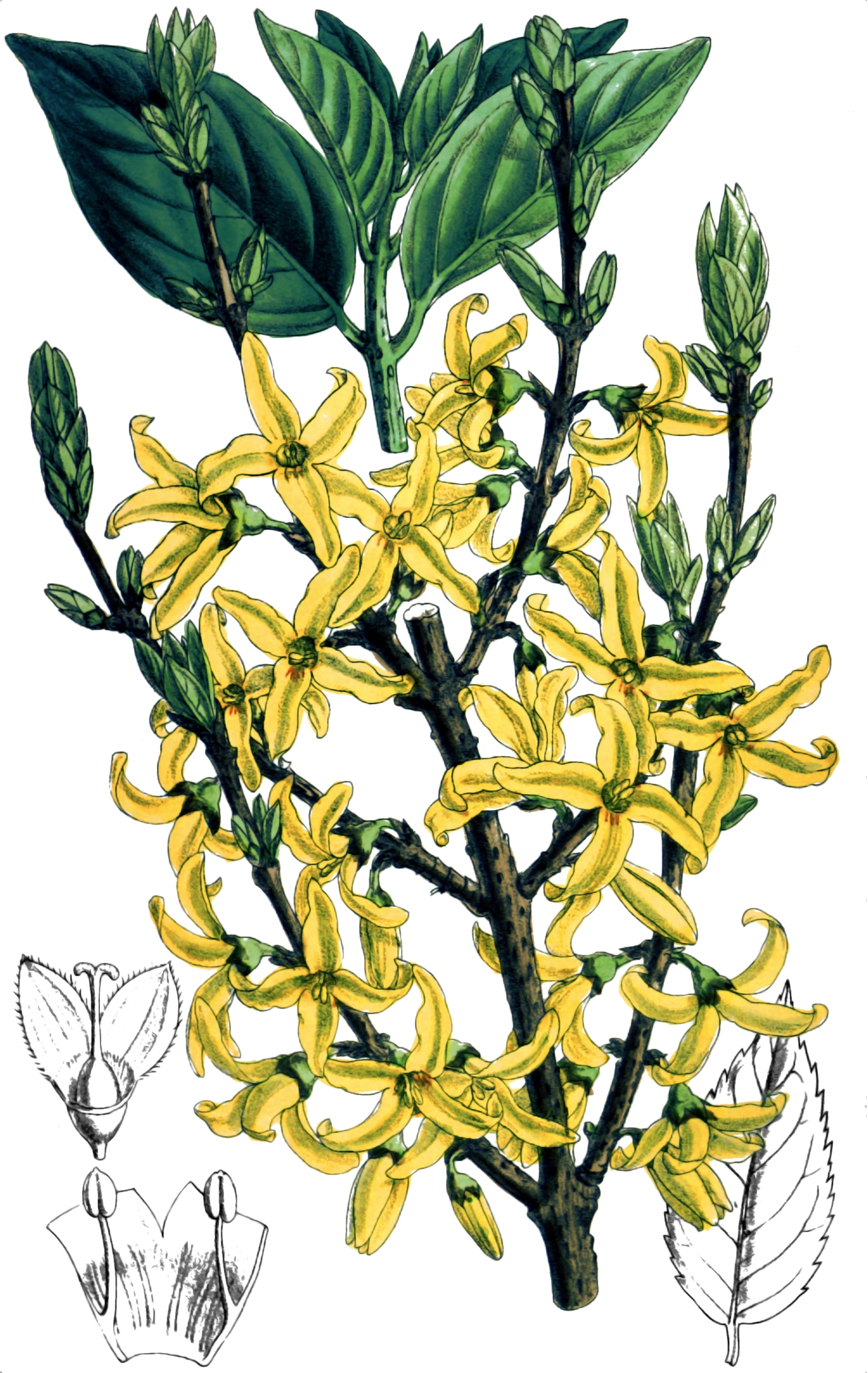 Forsythia intermedia - Oleaceae