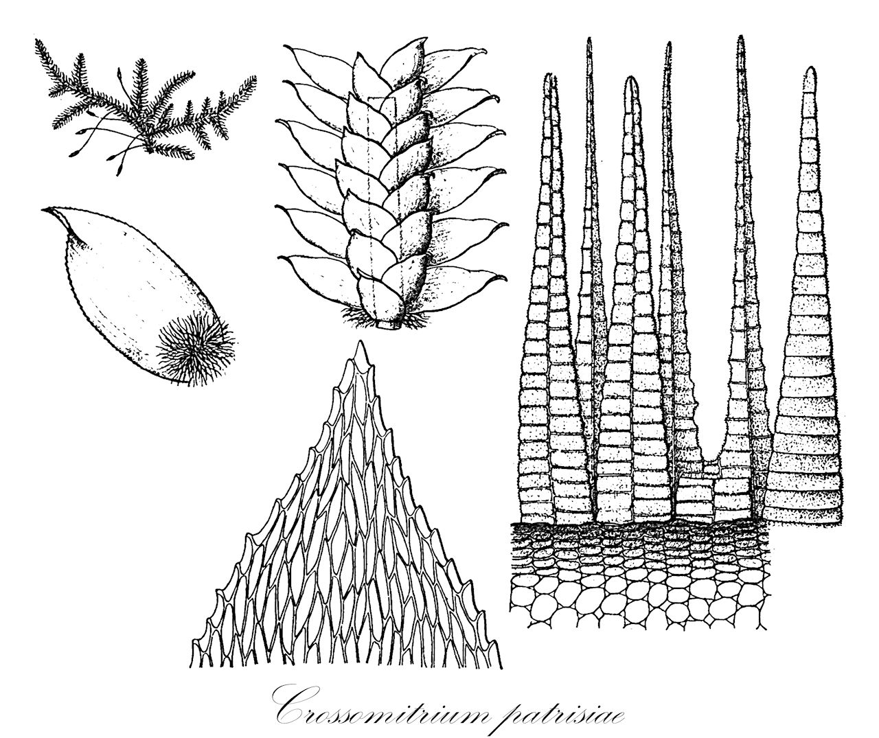 Crossomitrium patrisiae - Hookeriaceae,Plantae,Bryobiotina,Bryophyta,Bryopsida,Bryidae,Hypnanae,Hookeriales,Hookeriaceae,Crossomitrium,Crossomitrium patrisiae,Crossomitrium cruegeri, Crossomitrium herminieri, Crossomitrium heterodontium, Crossomitrium jamaicense, Crossomitrium paulense, Crossomitrium radulaeforme, Crossomitrium ramulicola, Crossomitrium sellowii, Crossomitrium sintenisii, Crossomitrium splitgerberi, Crossomitrium spruceanum, Crossomitrium subepiphyllum, Crossomitrium ulei, Hookeria patrisiae, Hookeria splitgerberi, Hypnum patrisiae, Lepidopilum herminieri, Lepidopilum patrisiae, Lepidopilum splitgerberi, Lepidopilum subepiphyllum
