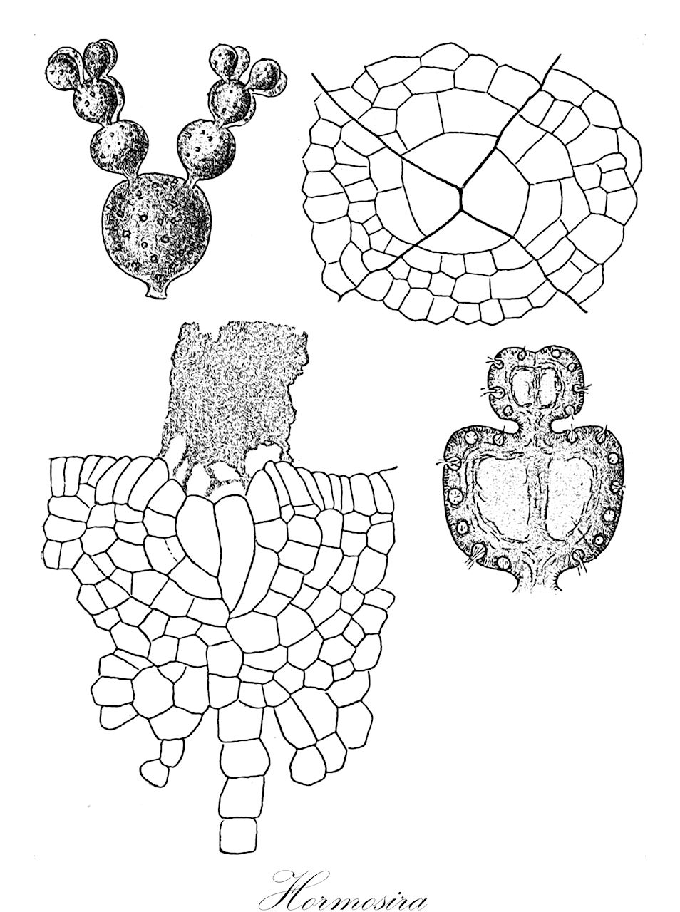 Hormosira - Sargassaceae,Biota,Chromista,Ochrophyta,Phaeophyceae,Fucales,Hormosiraceae,Hormosira,Monilia, Moniliformia