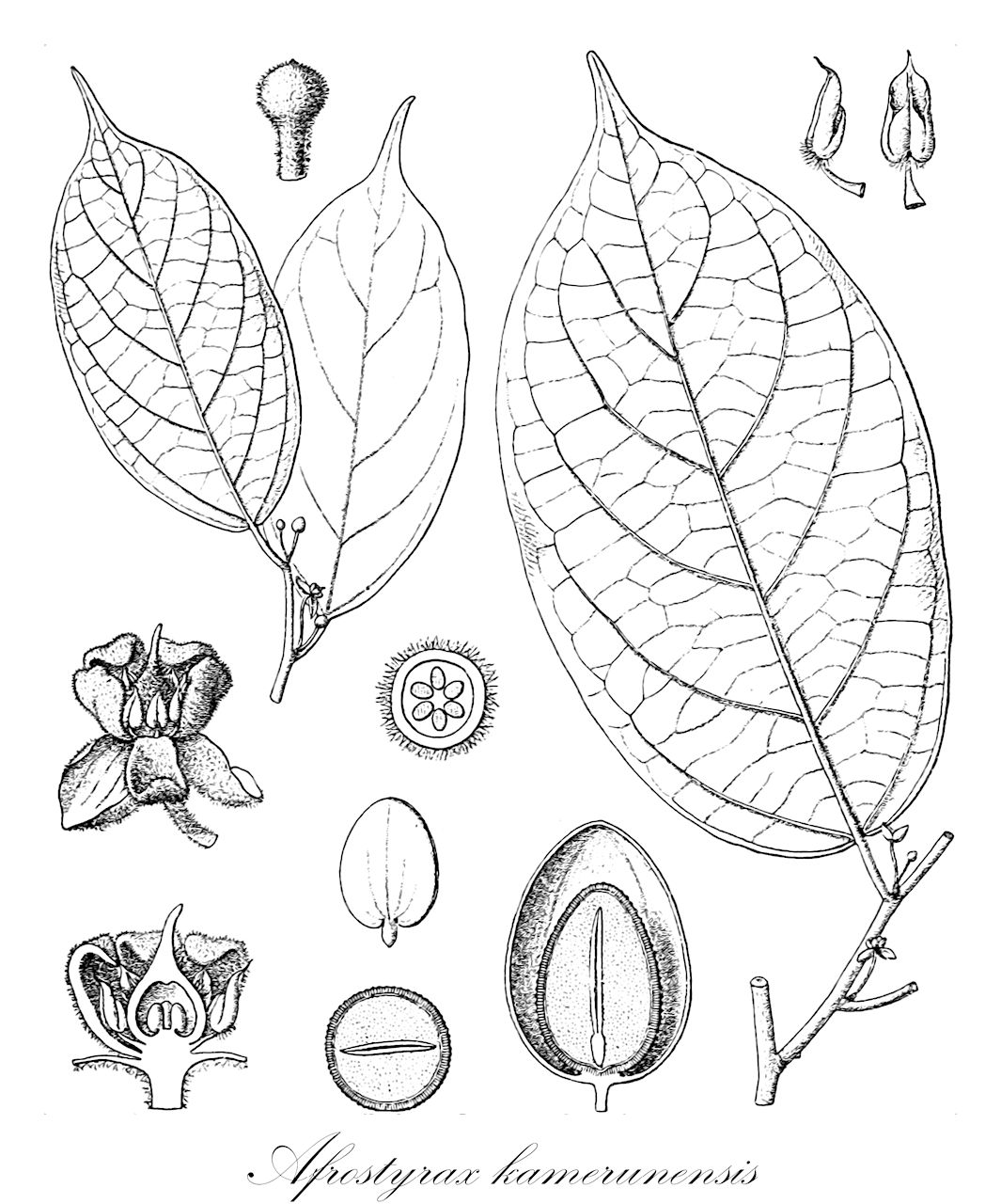 Afrostyrax kamerunensis - Huaceae,Plantae,Pteridobiotina,Angiosperms,Oxalidales,Huaceae,Afrostyrax,Afrostyrax kamerunensis