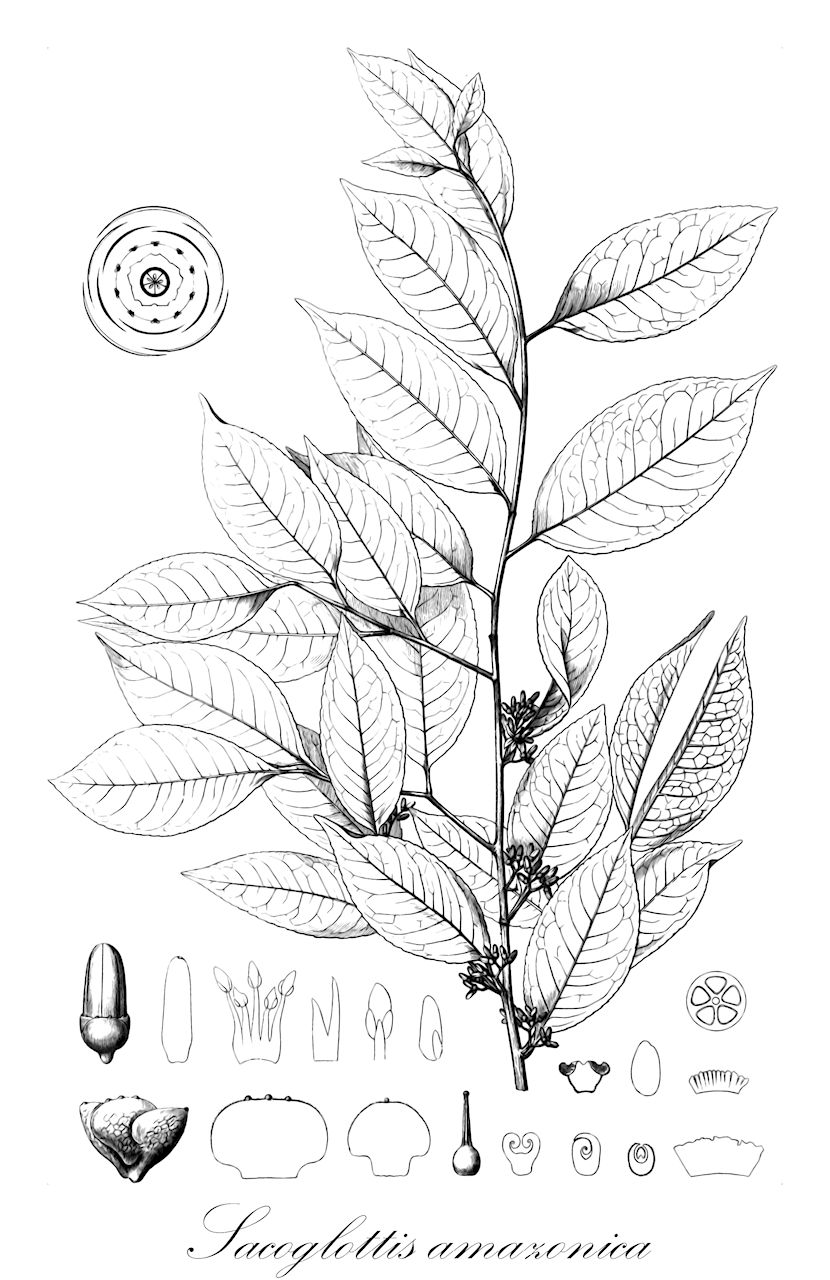 Sacoglottis amazonica - Humiriaceae,Plantae,Pteridobiotina,Angiosperms,Malpighiales,Humiriaceae,Sacoglottis,Sacoglottis amazonica