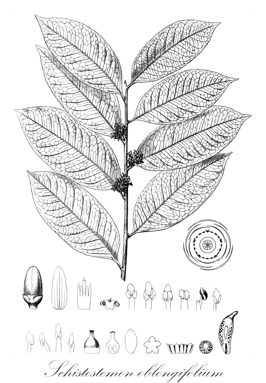 Schistostemon oblongifolium - Humiriaceae,Plantae,Pteridobiotina,Angiosperms,Malpighiales,Humiriaceae,Schistostemon,Schistostemon oblongifolium,Humiria oblongifolia, Humirium oblongifolium, Sacoglottis oblongifolia