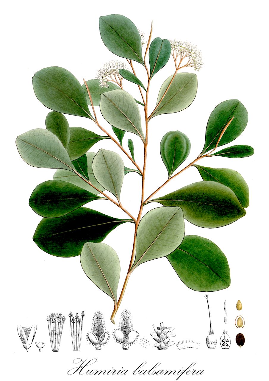 Humiria balsamifera - Humiriaceae,Plantae,Pteridobiotina,Angiosperms,Malpighiales,Humiriaceae,Humiria,Humiria balsamifera,Humiria arenaria, Humirium balsamiferum, Myrodendron amplexicaule, Myrodendron balsamiferum, Myrodendrum balsamiferum, Myrodendrum balsamiferum